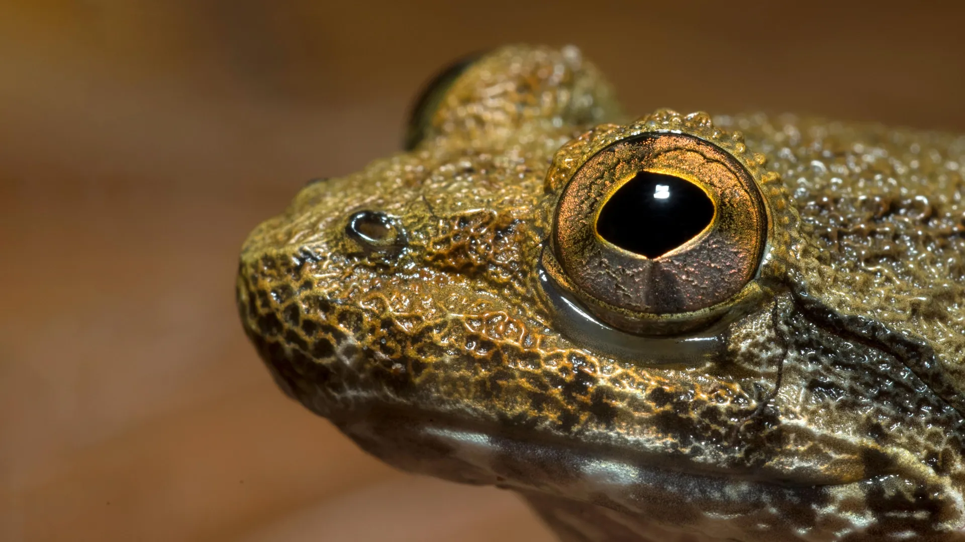 Hidden Species in Borneo’s “Fanged Frogs”