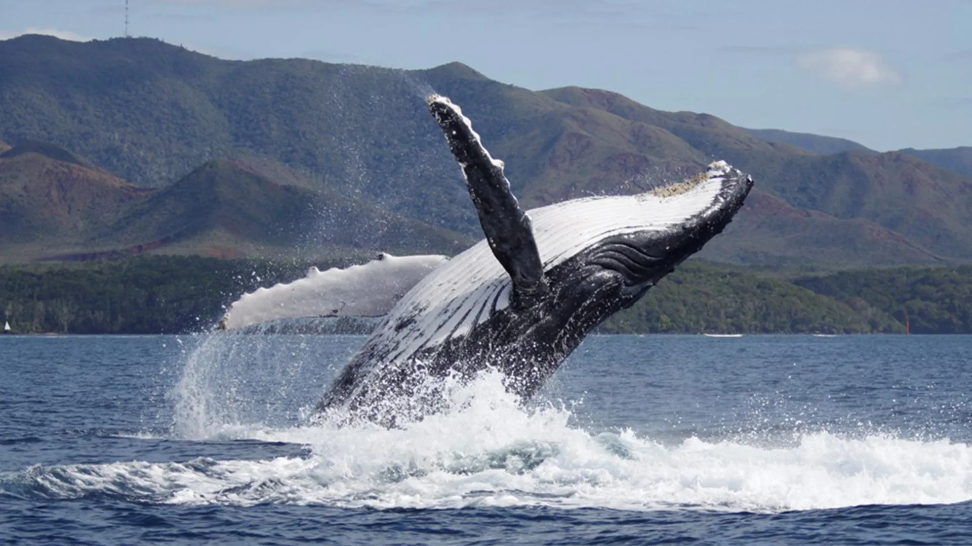 Humpback Whales Shift the Mating Game