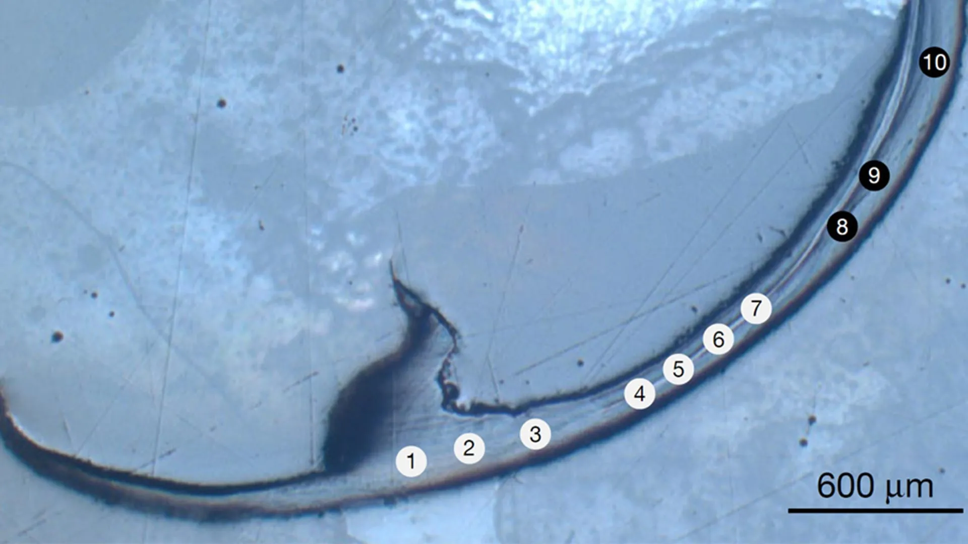 Ancient Sea Worm Has “Bio-Metal” Jaws