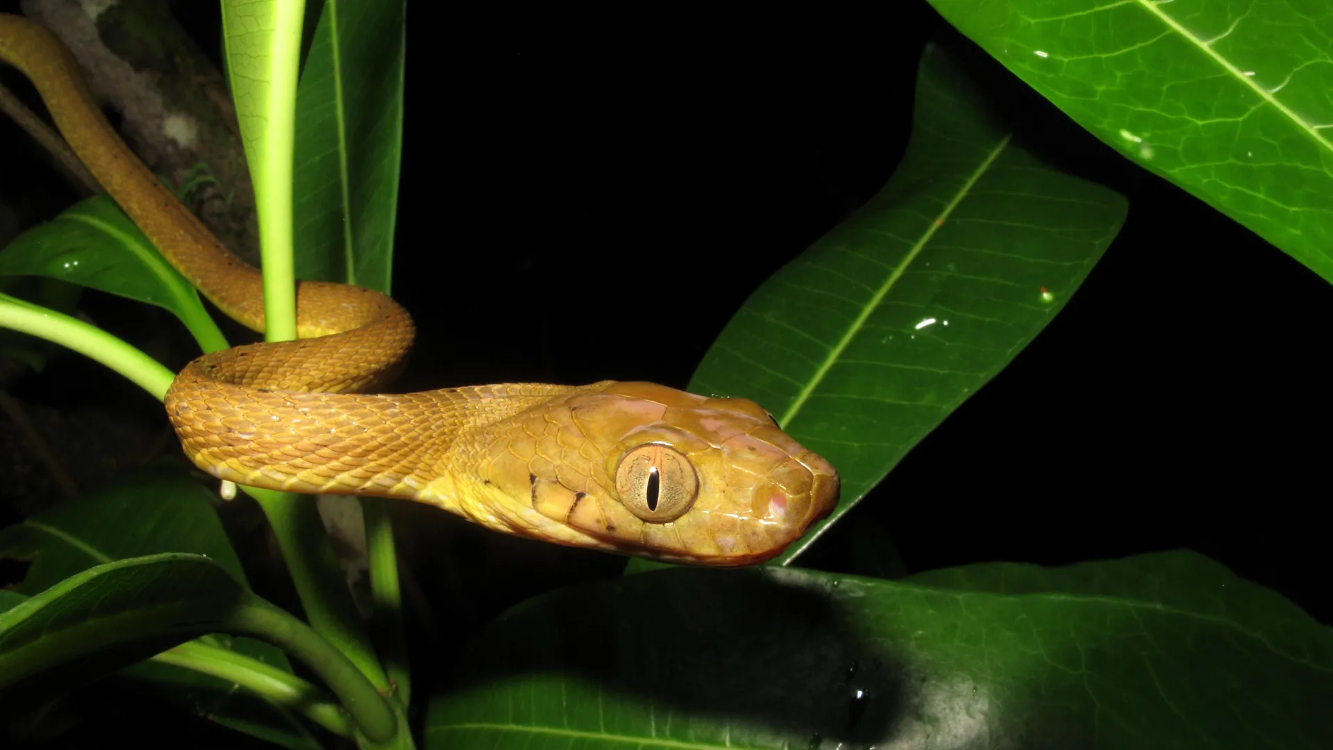 How Inbred Snakes Took Over Guam
