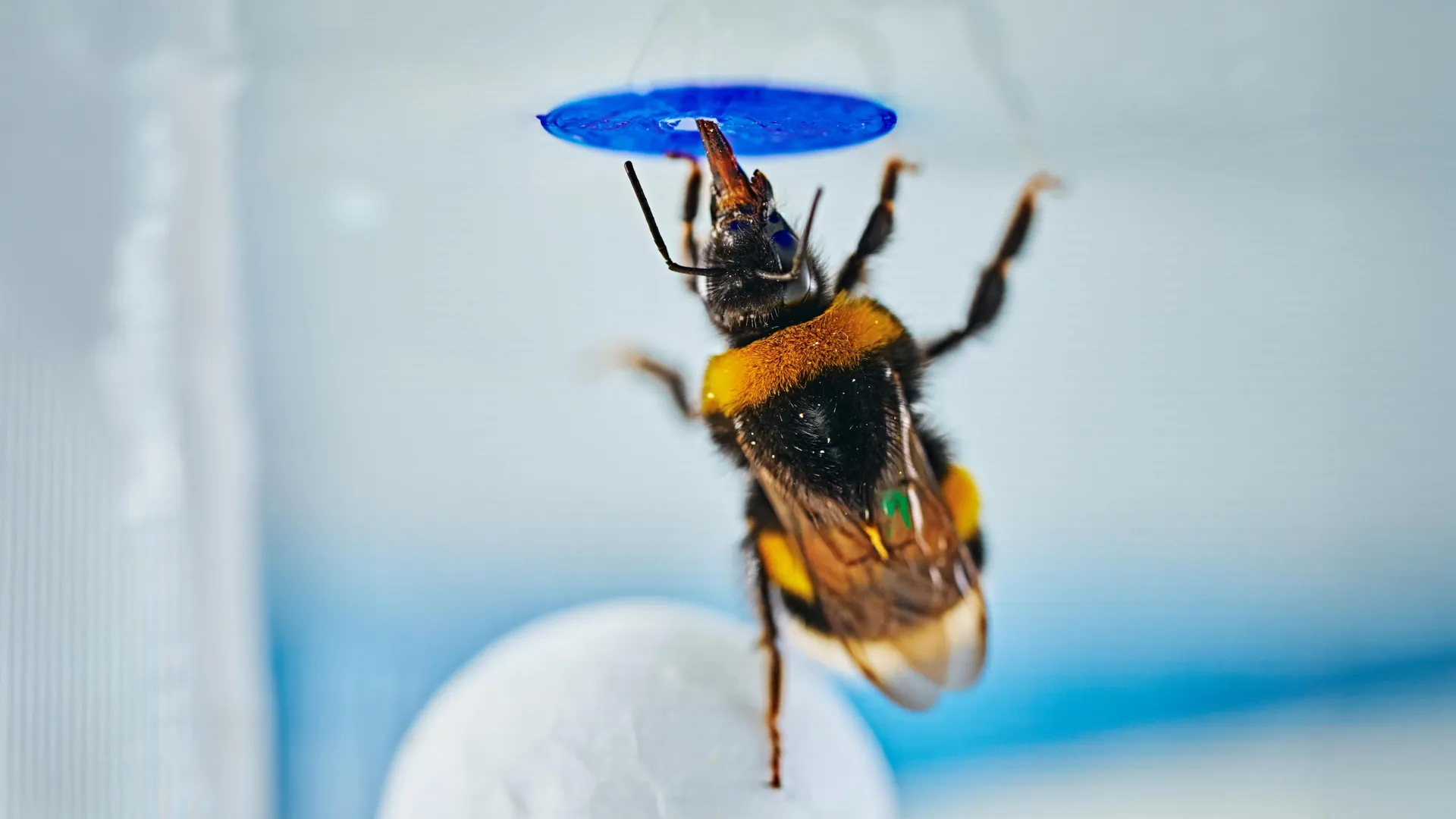 Bumble Bees Pass Intelligence Test