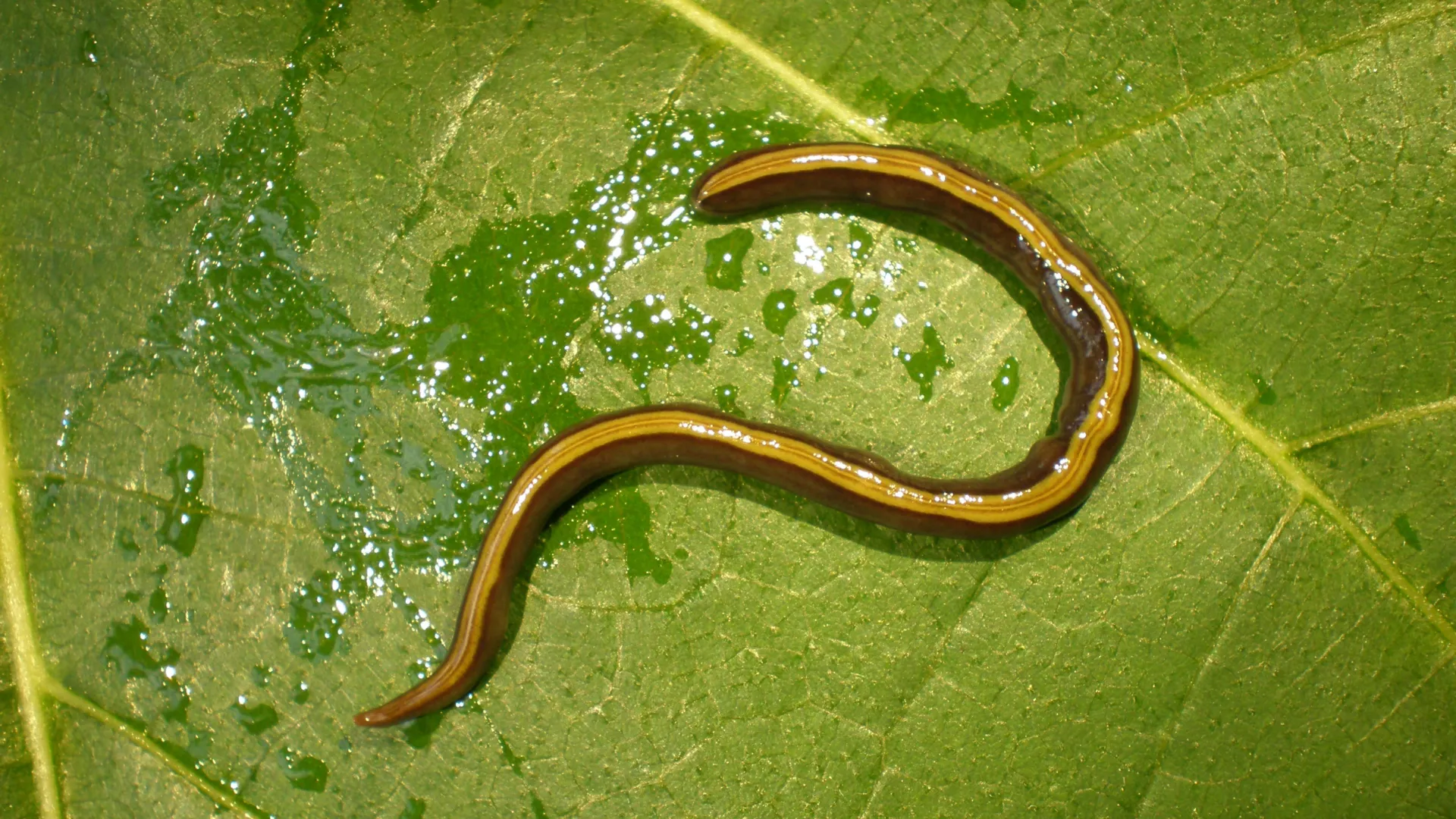 Pets Are Helping an Invasive Flatworm Spread