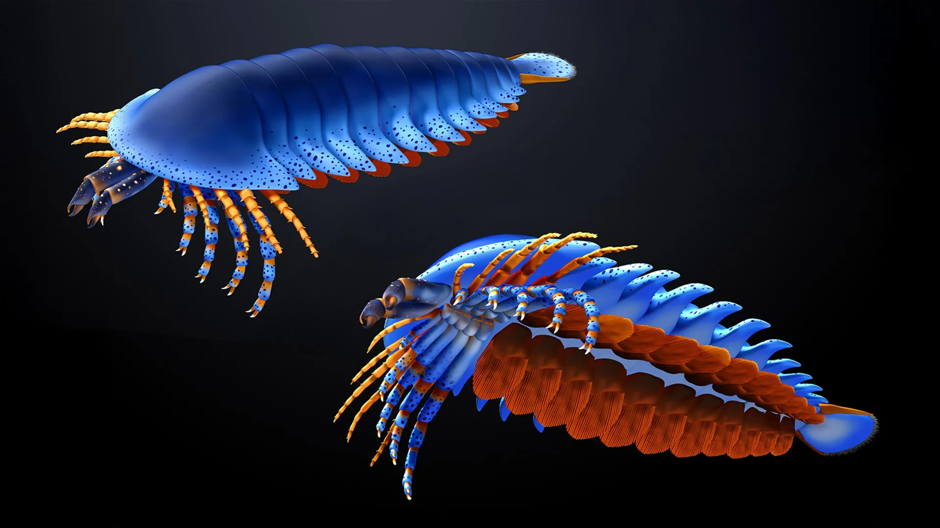 Ancient Claw Reveals Spider Origins