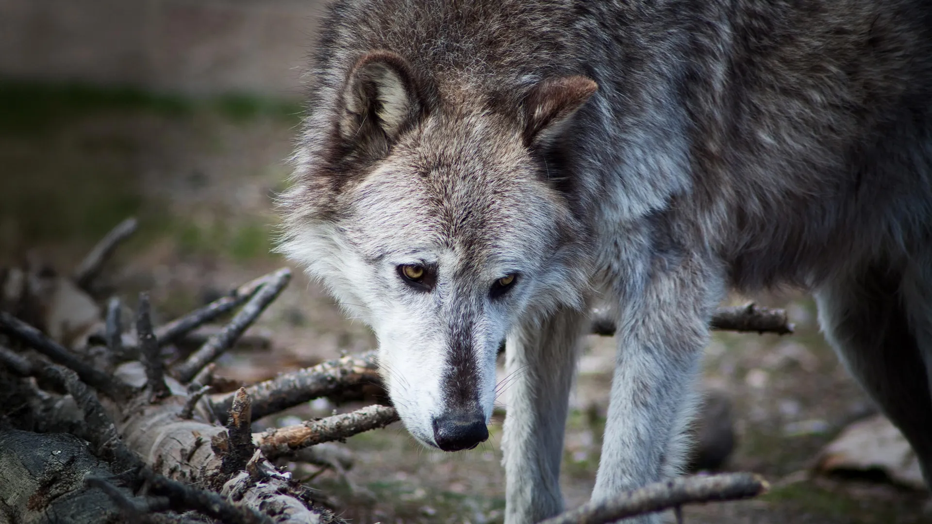 Yellowstone Wolf Effect Questioned