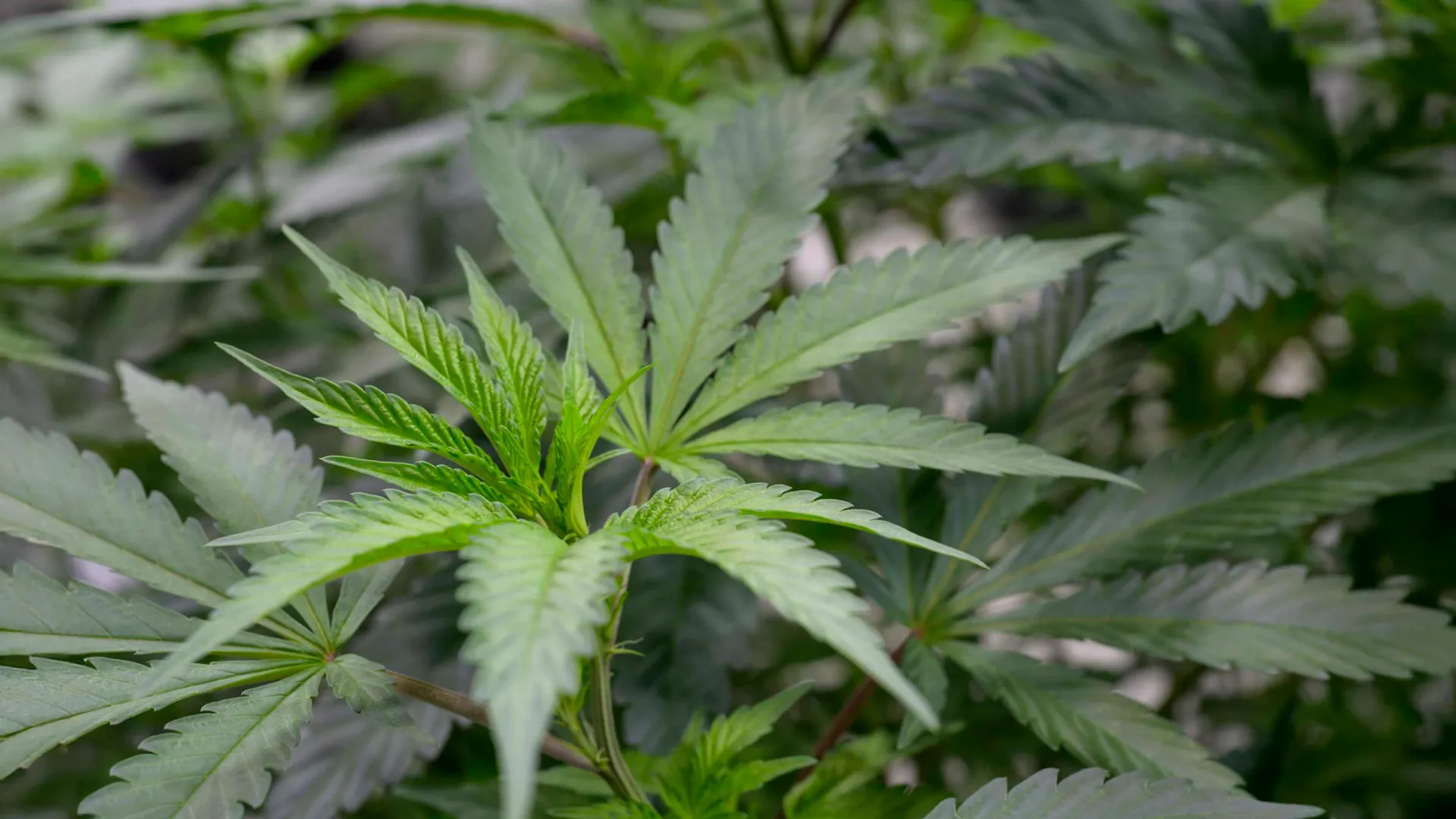Cannabis Pain Relief Without the High