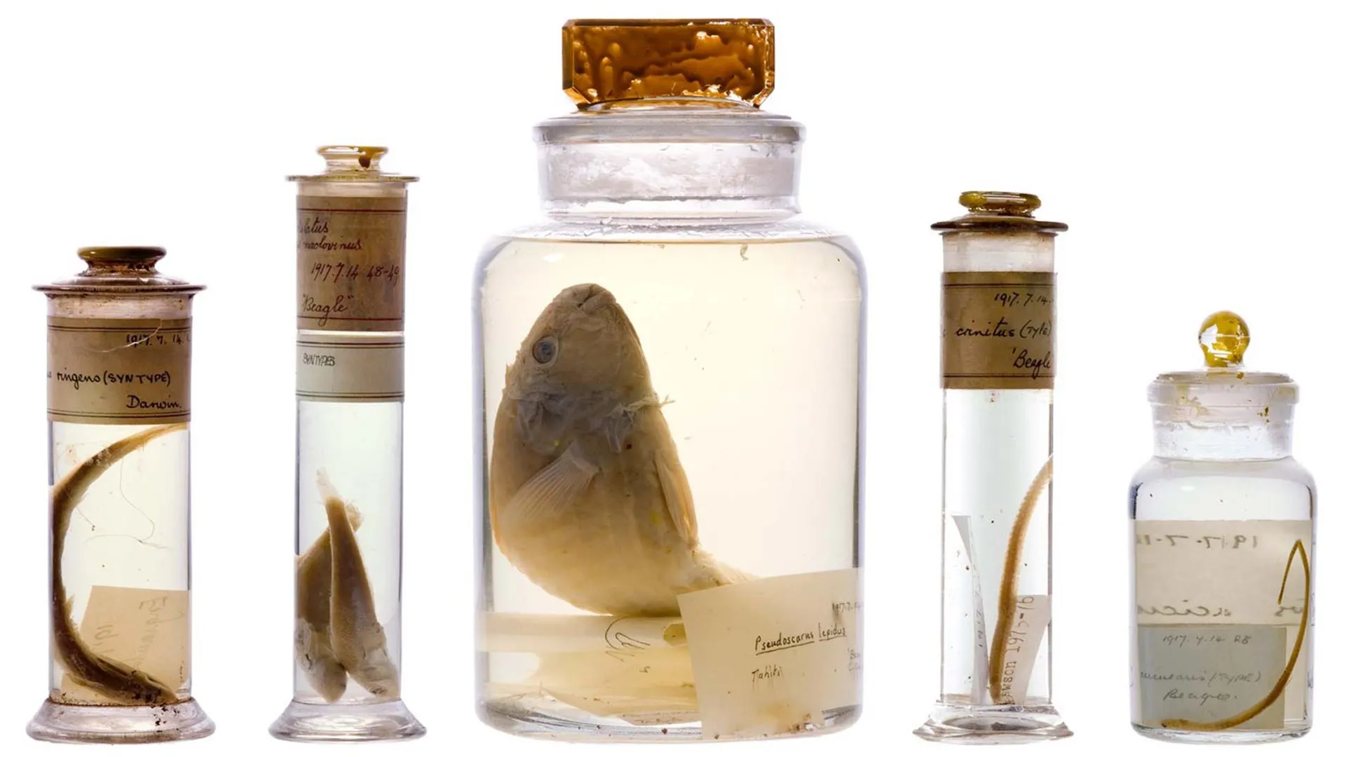 Inside Darwin’s 200-Year-Old Specimen Jars
