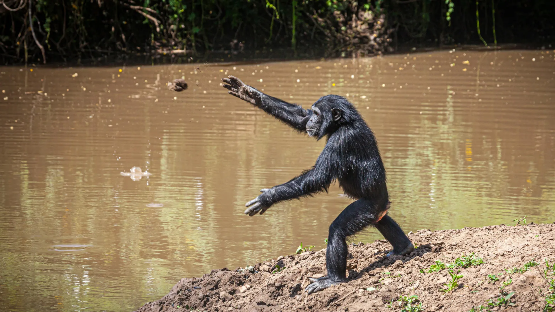 Chimpanzees Keep Hurling Rocks at Trees