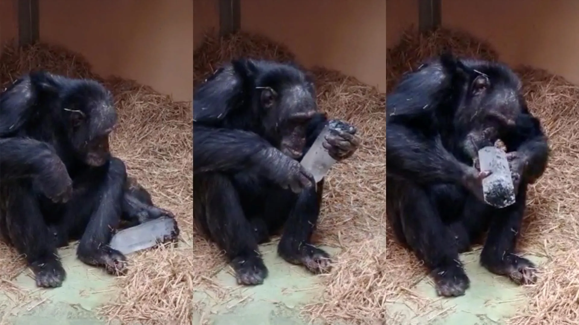 Chimps Reveal a Human Secret