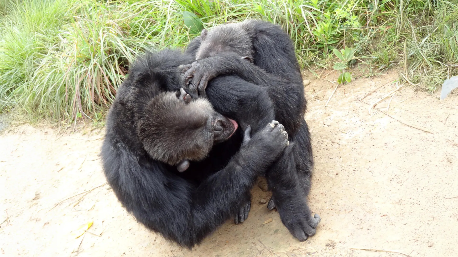 Chimpanzees and Bonobos Have Friend Groups
