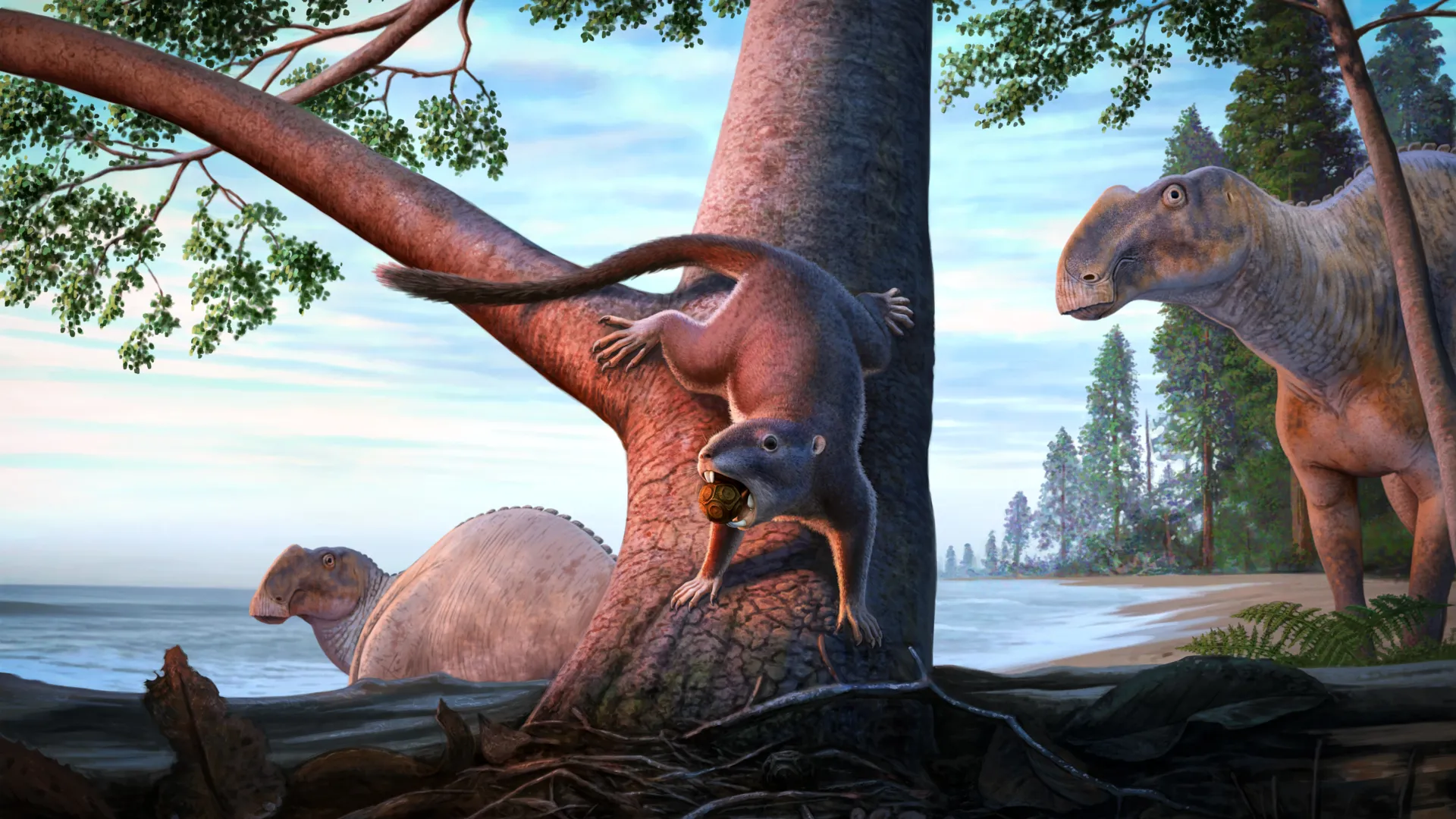 This Mammal Survived the Dinosaur Apocalypse