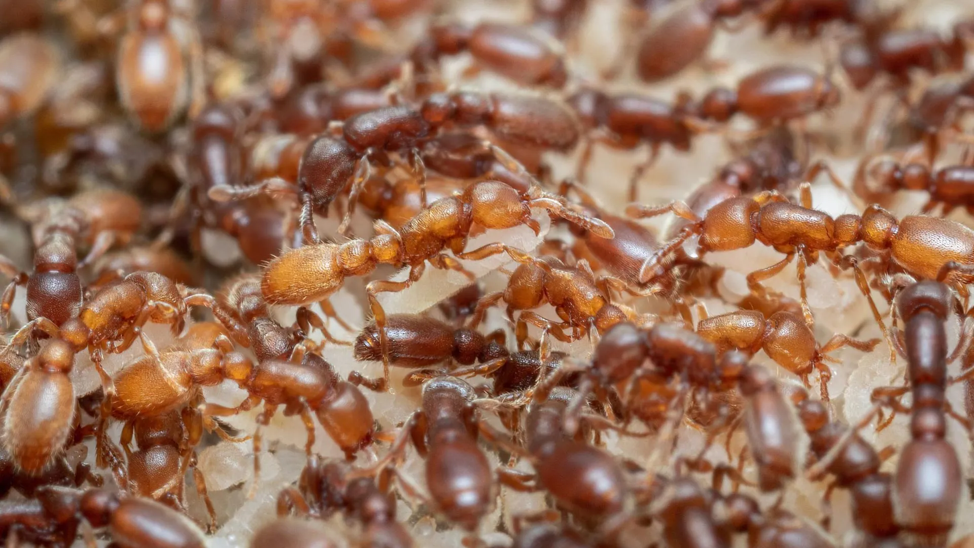 Ants Reveal the Origins of Parenting