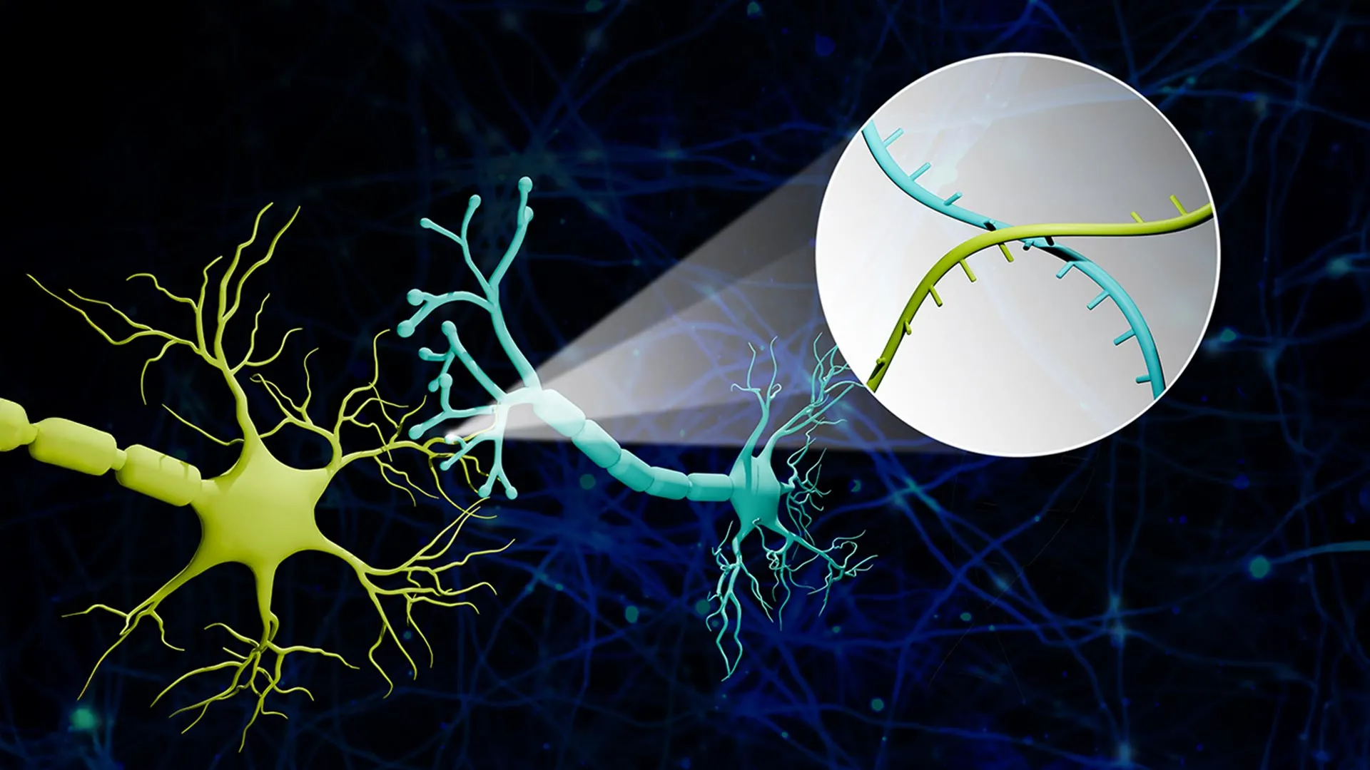 Brain Mapping Breakthrough With RNA Tags