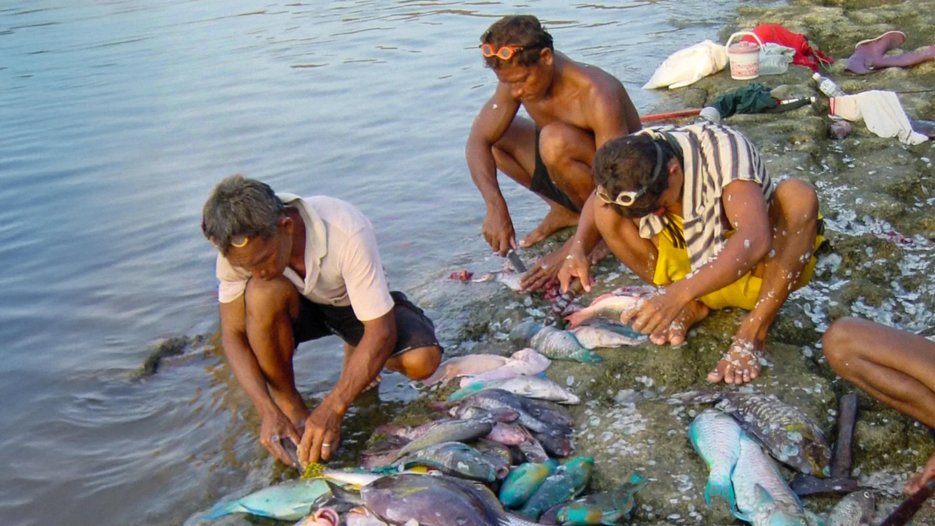 Coral Reefs Could Feed Millions