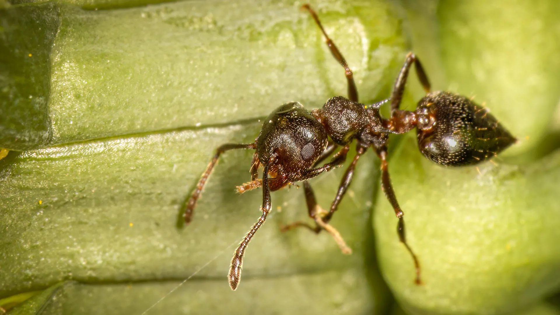 Wasps Invade Trees Built for Ants