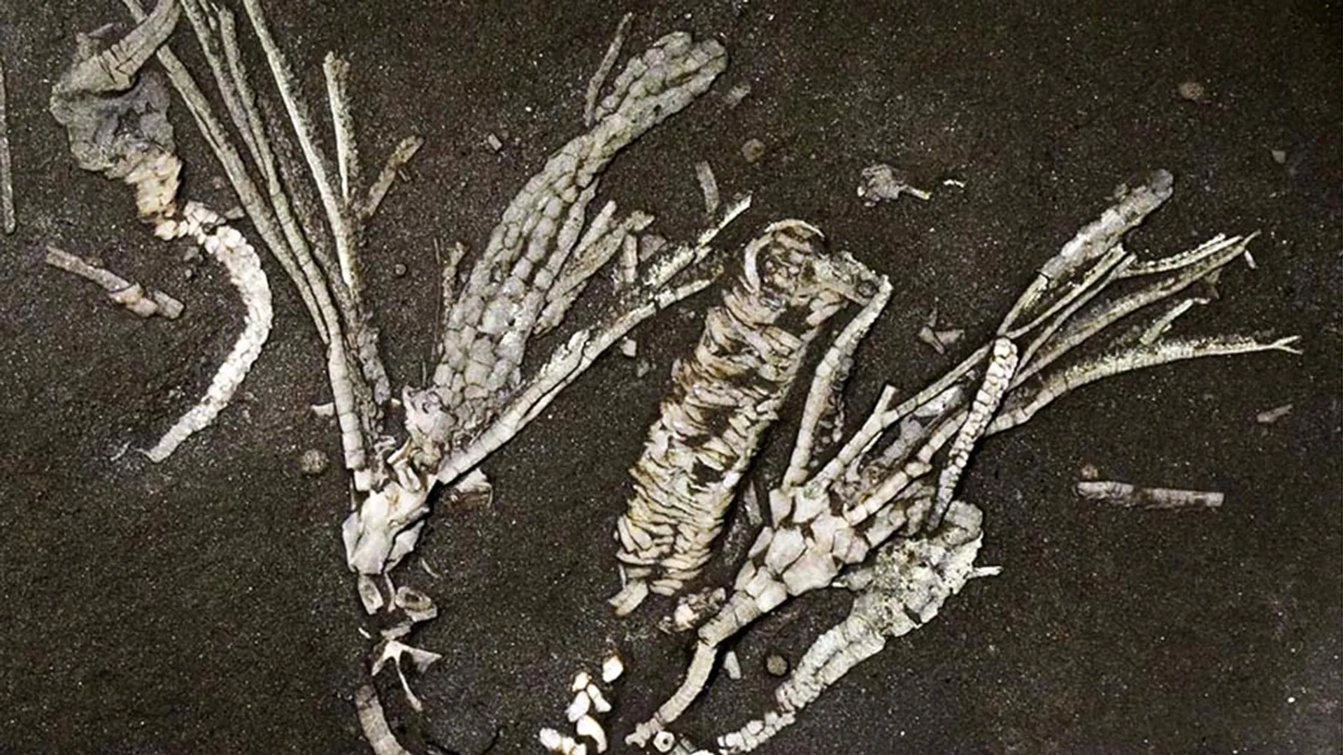 Soft Tissue Survived 450 Million Years