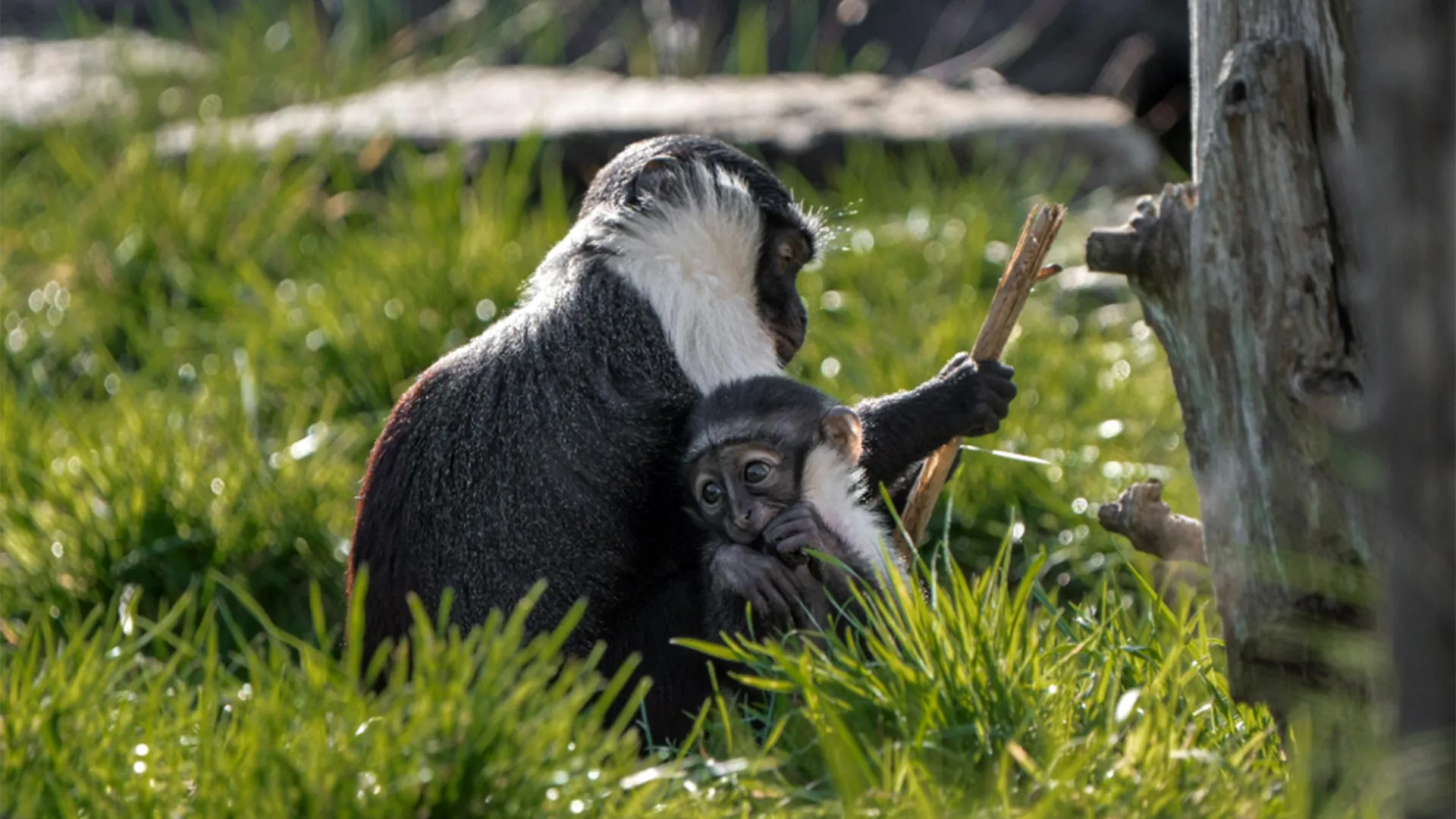 Rare Monkey Gives Birth After Surgery