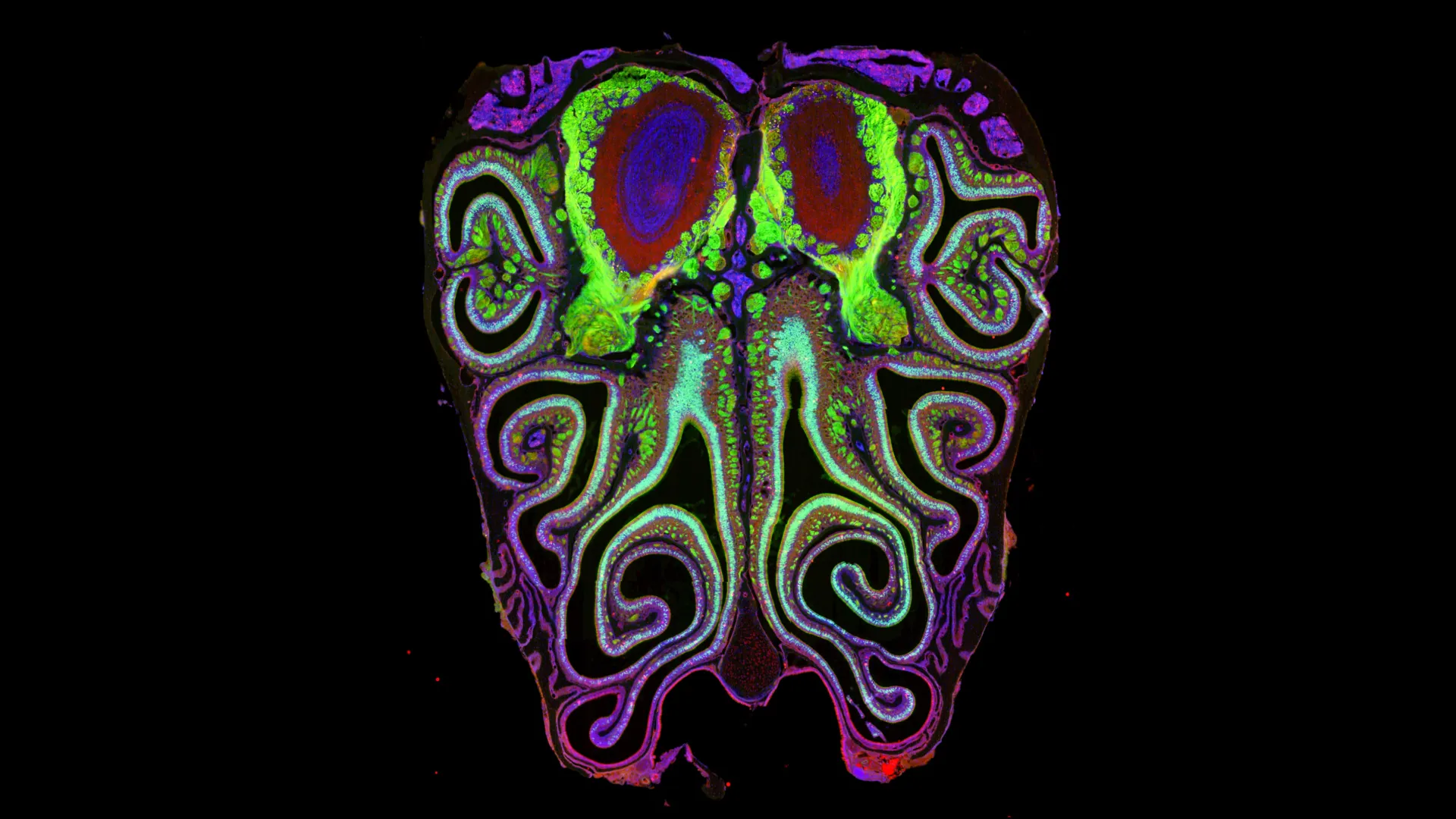Scientists Finally Map the Sense of Smell