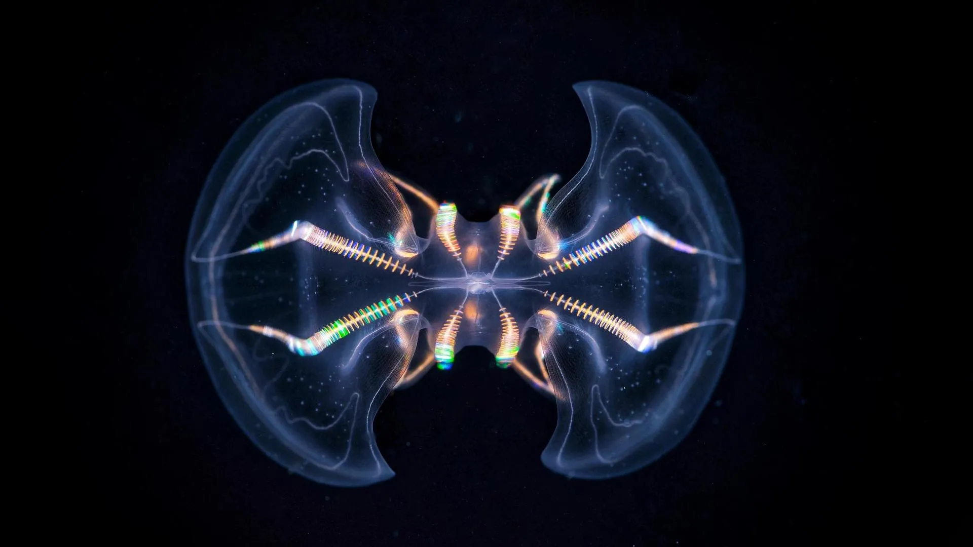 Ancient Sea Creature May Have Had a Brain