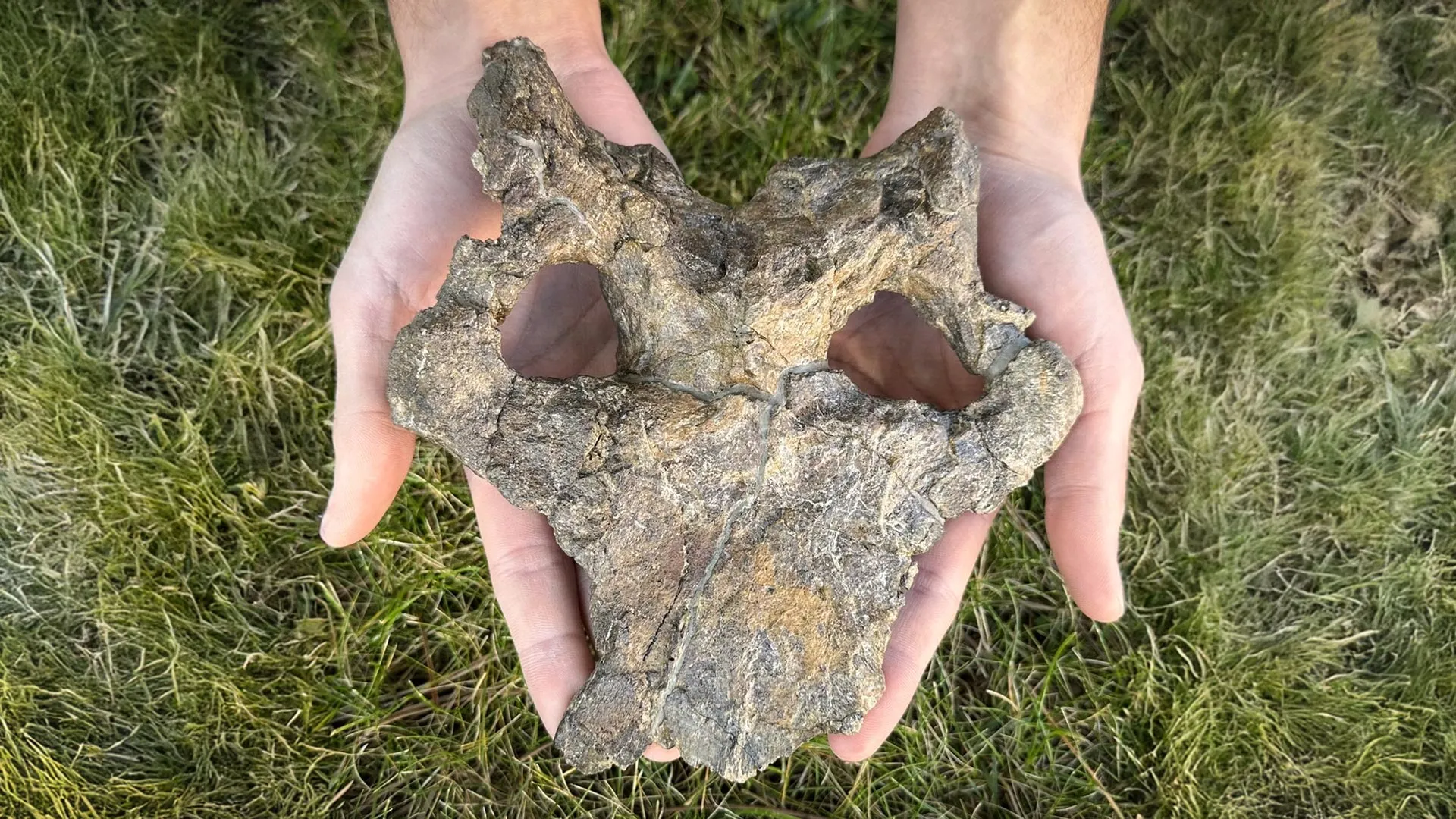 Stunning Stegosaur Skull Found