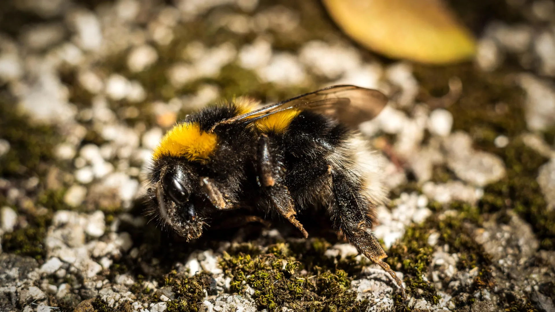 Why Bumblebees Are Dying This Summer