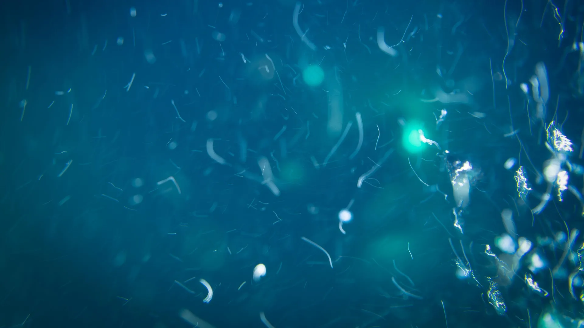 Deep-Sea Life Has a Secret Food Source