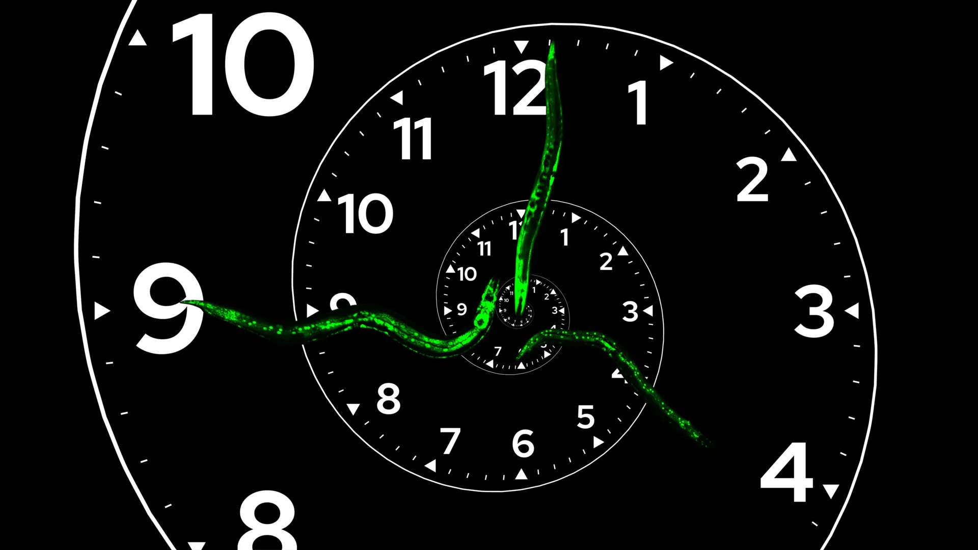 The Master Genetic Clock of Growth