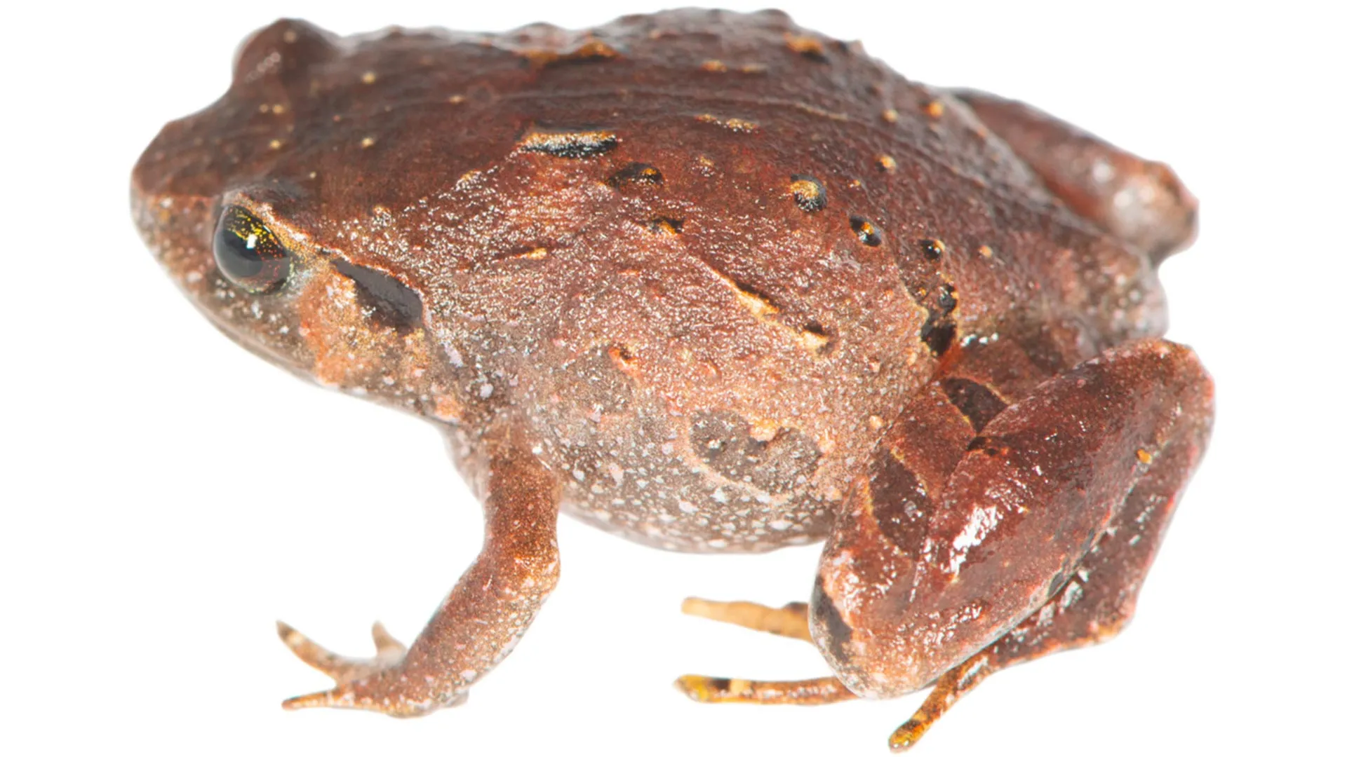 7 New Frog Species Found in Madagascar