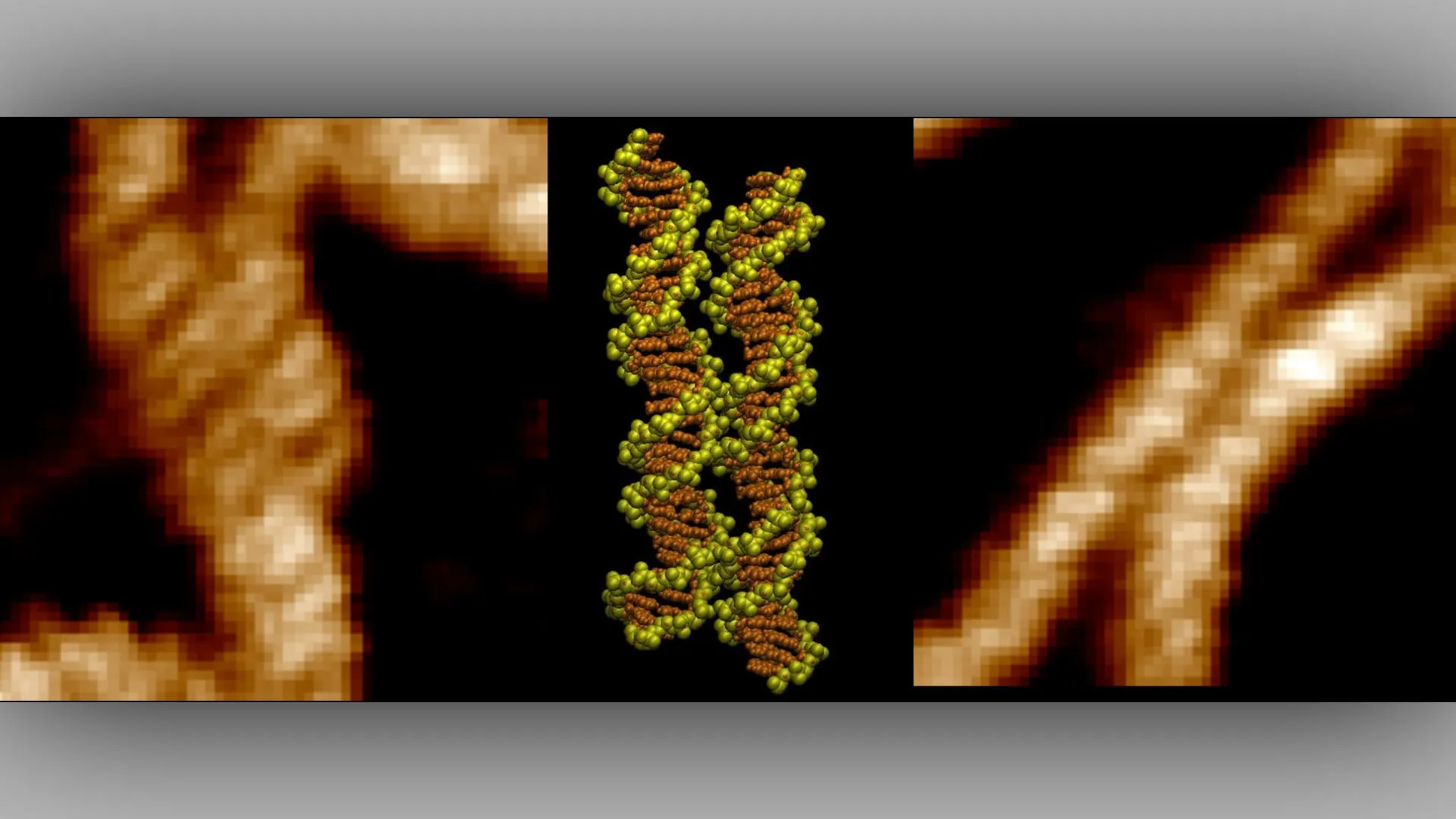 Scientists See DNA “Zip” Together