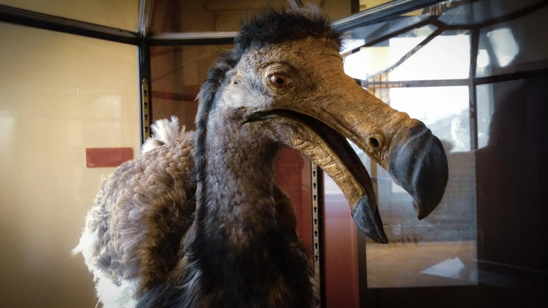 Dodo Skull Reveals Surprising Senses