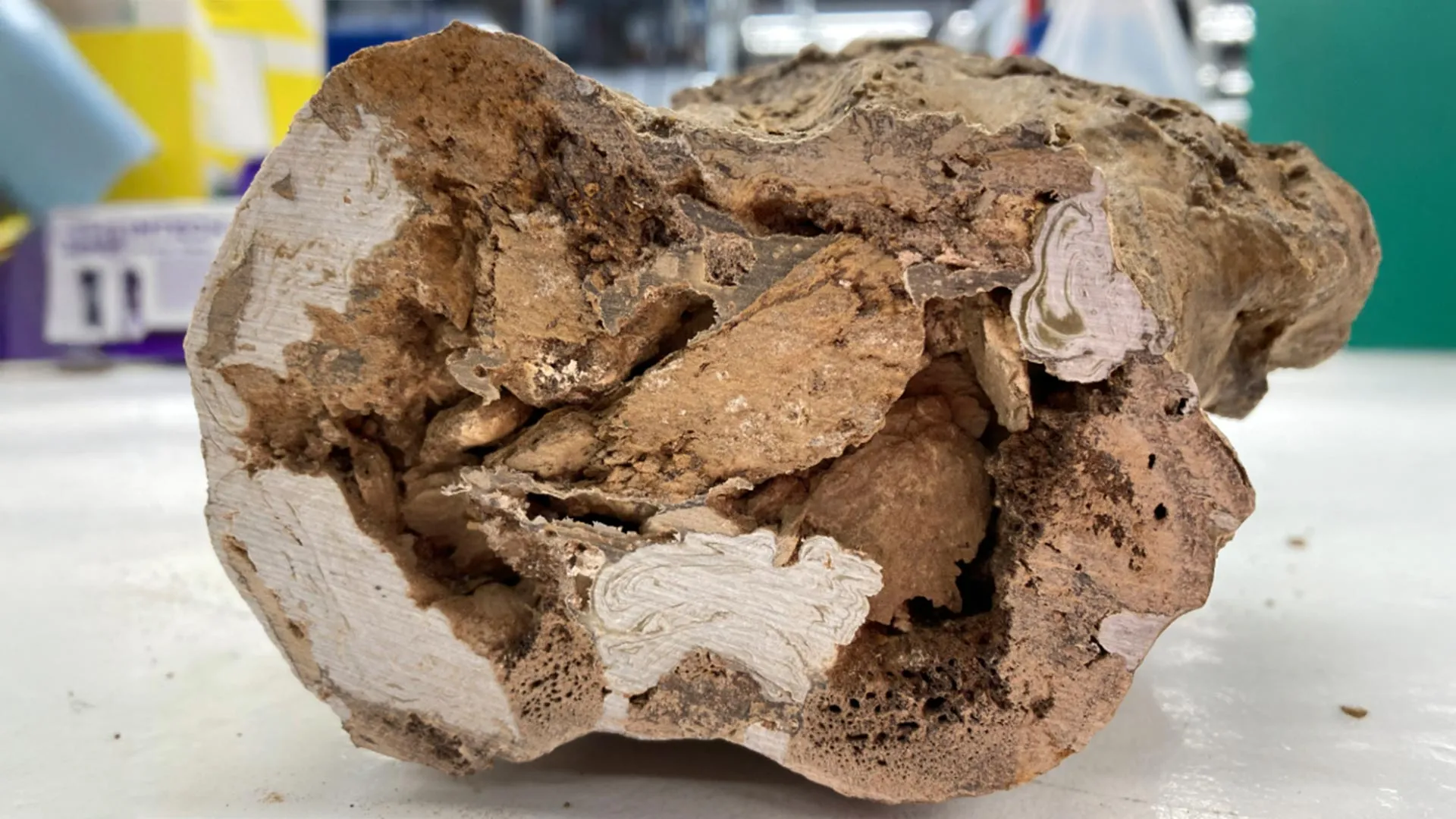 Organic Molecules Found in Dino Bones
