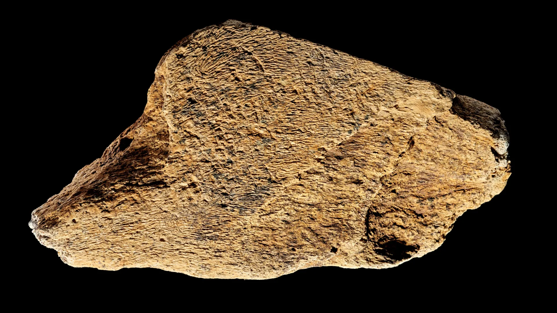 500,000-Year-Old Elephant Bone Hammer