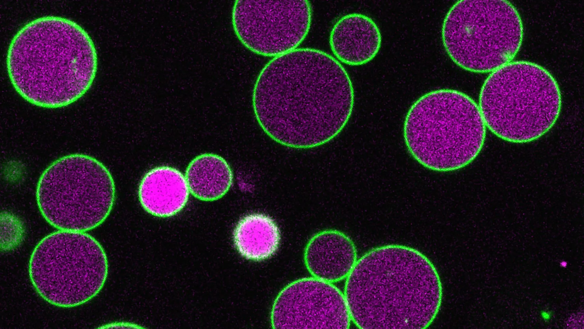 Tiny Protein Stops Cell Overgrowth