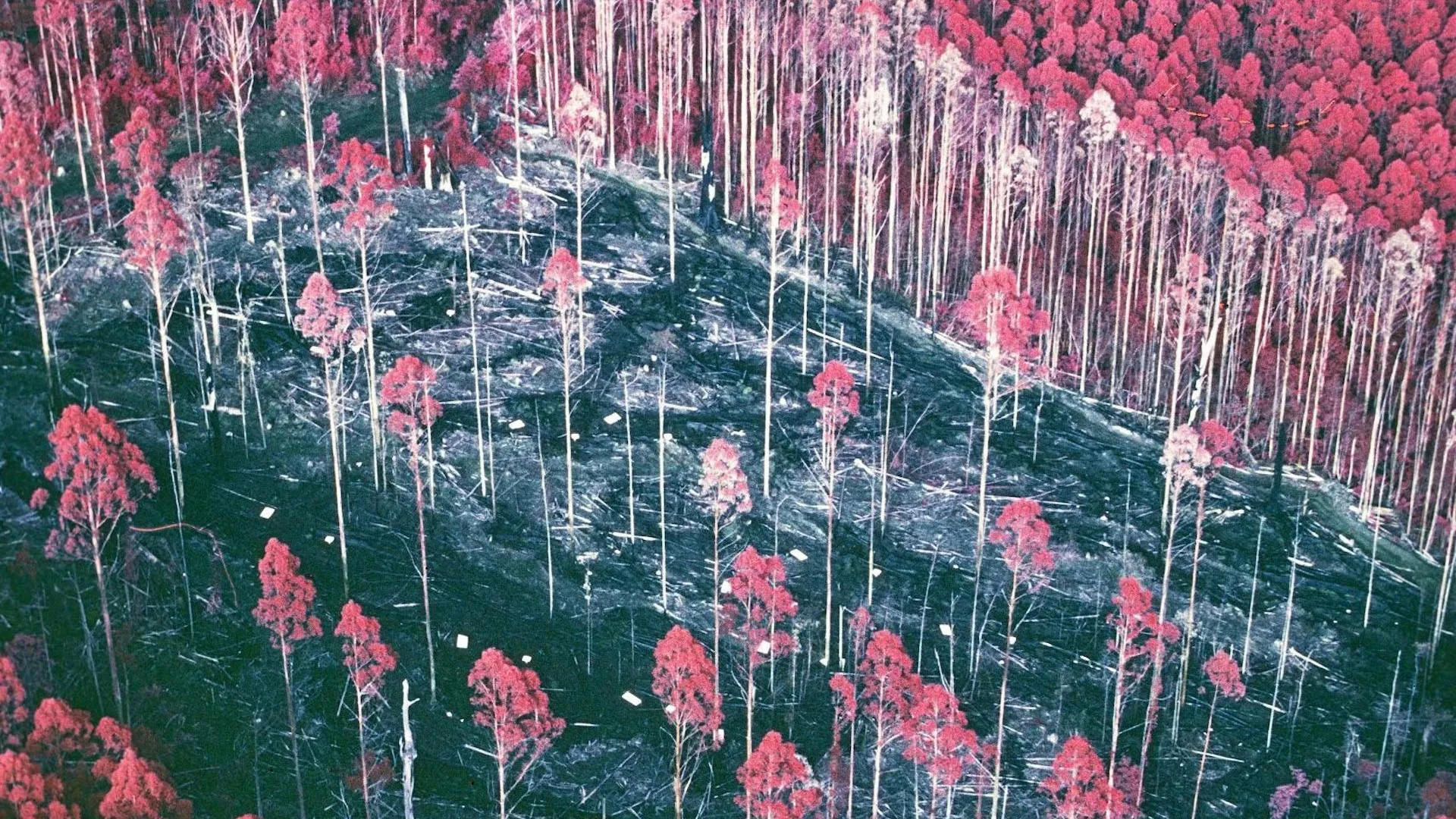 Forgotten Forest Study Reveals a Surprise