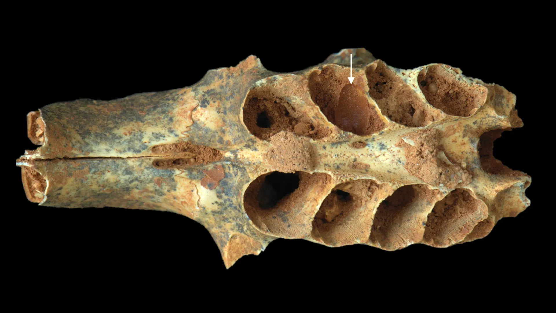 Ancient Bees Built Nests in Bones
