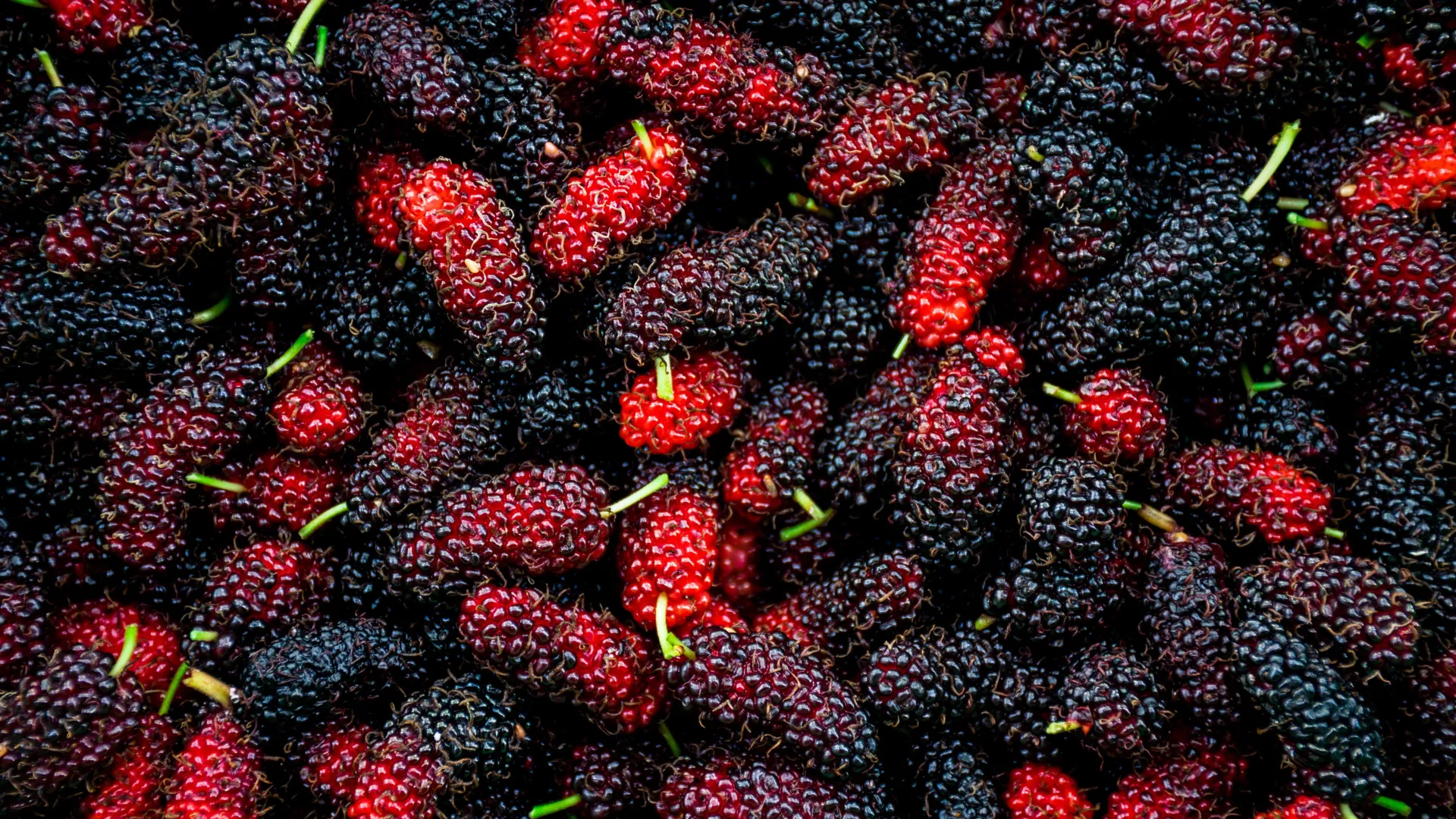 Mulberry May Influence Metabolism