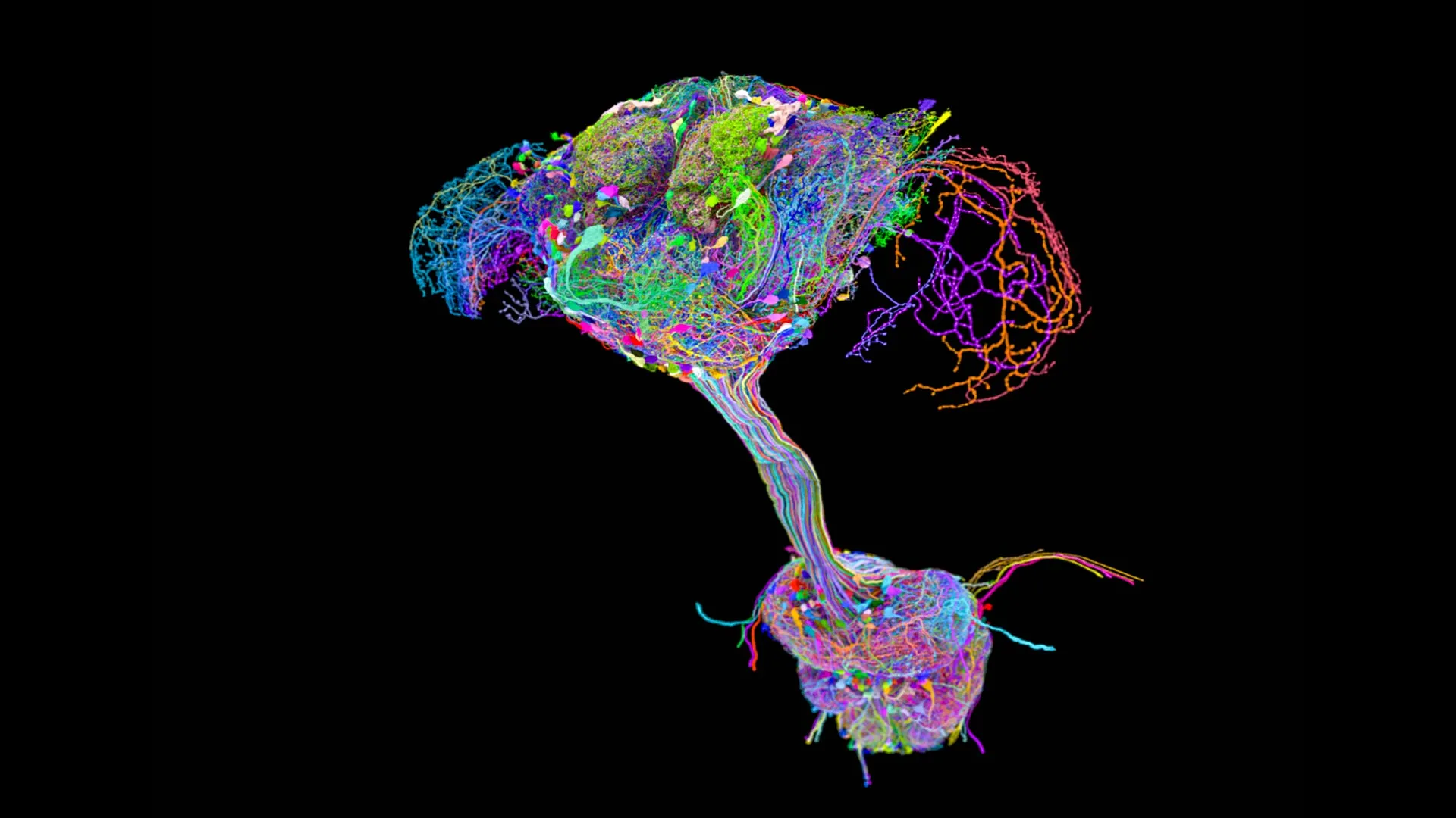First Complete Fruit Fly Connectome
