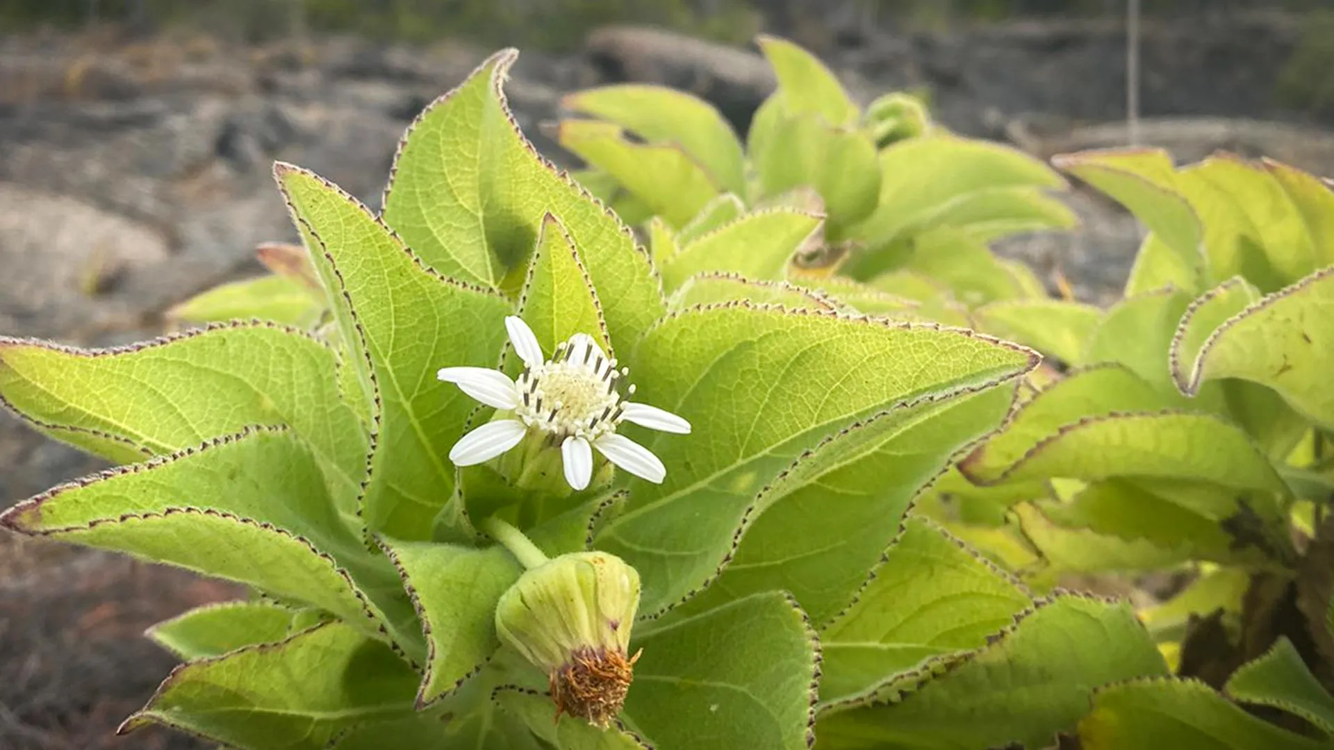 Evolution Repeating Itself in the Galápagos