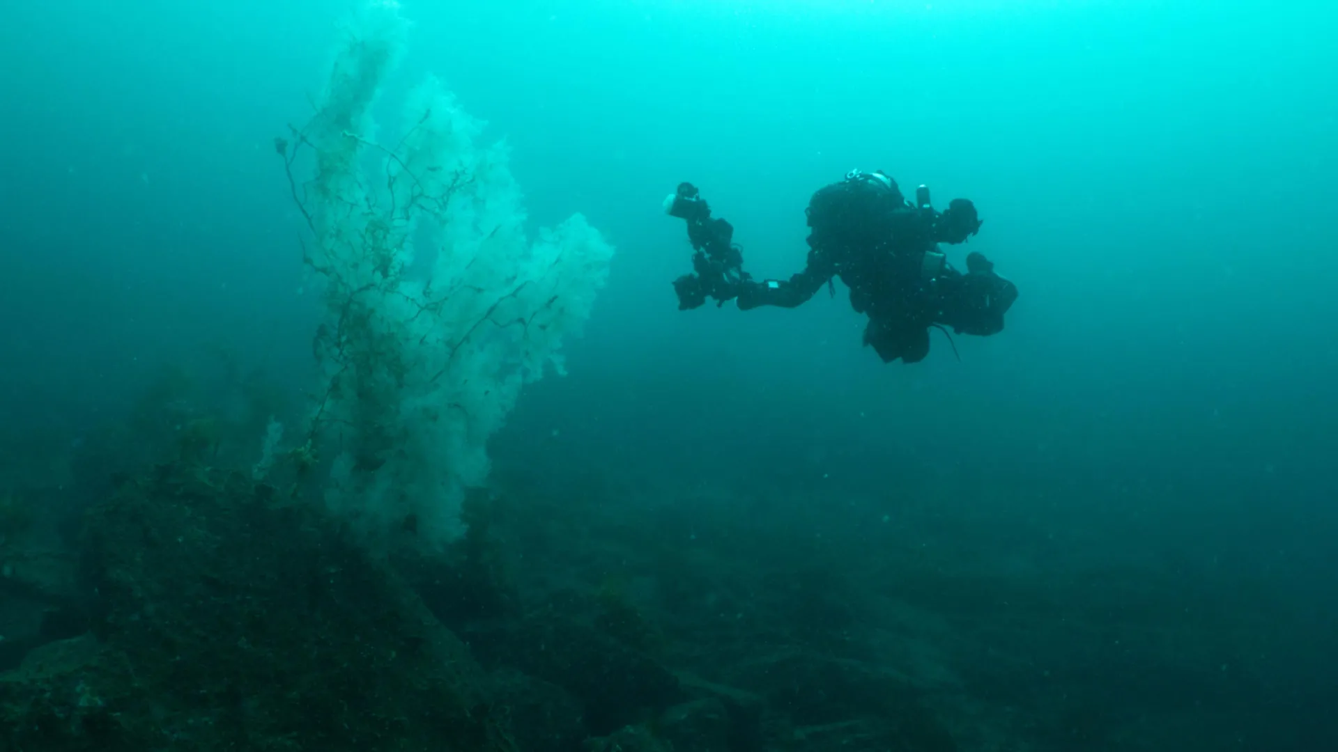 Giant 400-Year-Old Black Coral Discovered