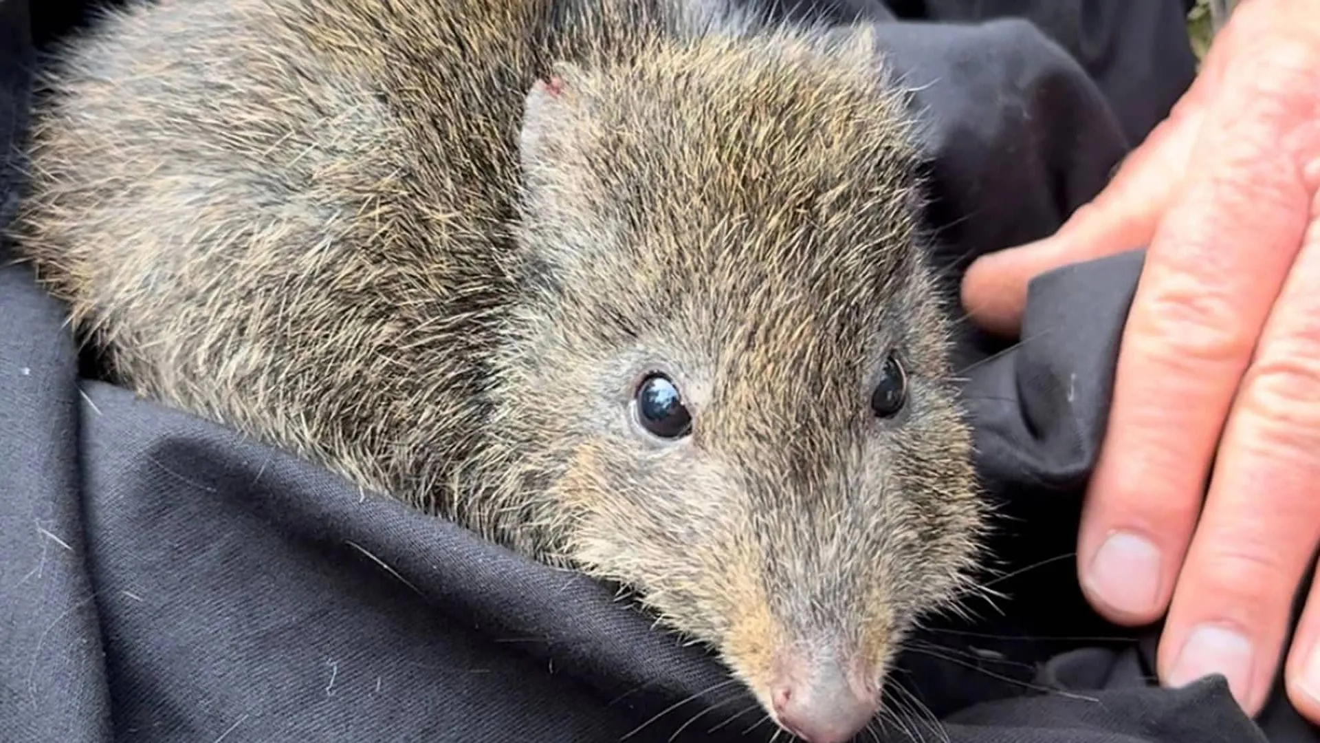 Saving the World’s Rarest Marsupial