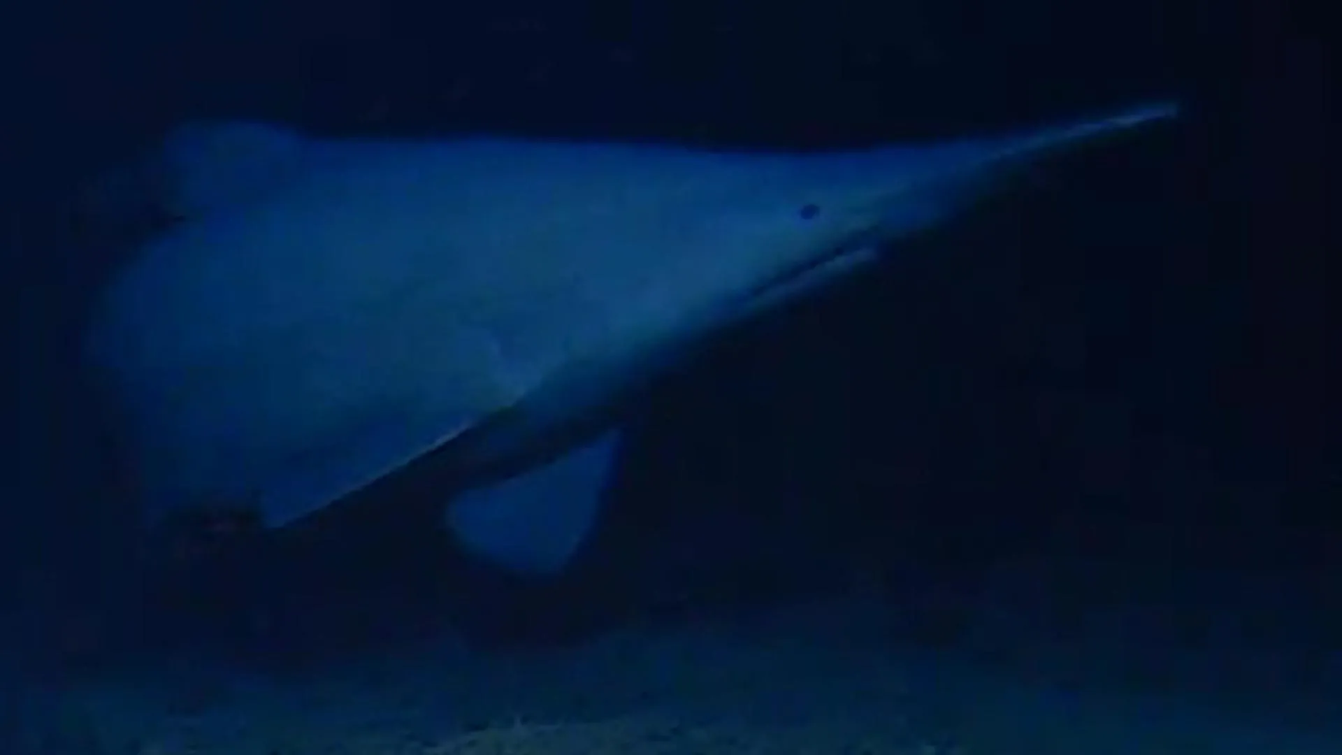 First Live Goblin Shark Filmed in Deep Sea