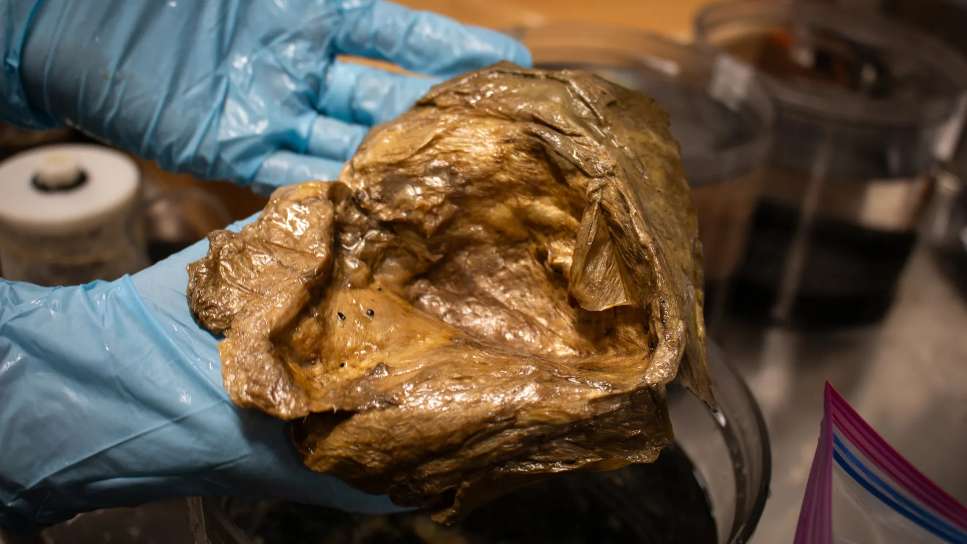 “Golden Orb” Mystery Finally Solved