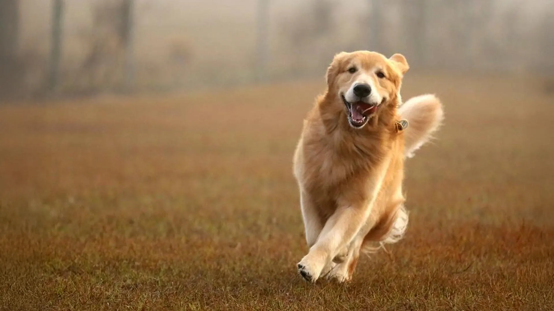 Golden Retriever Behavior Written in Genes