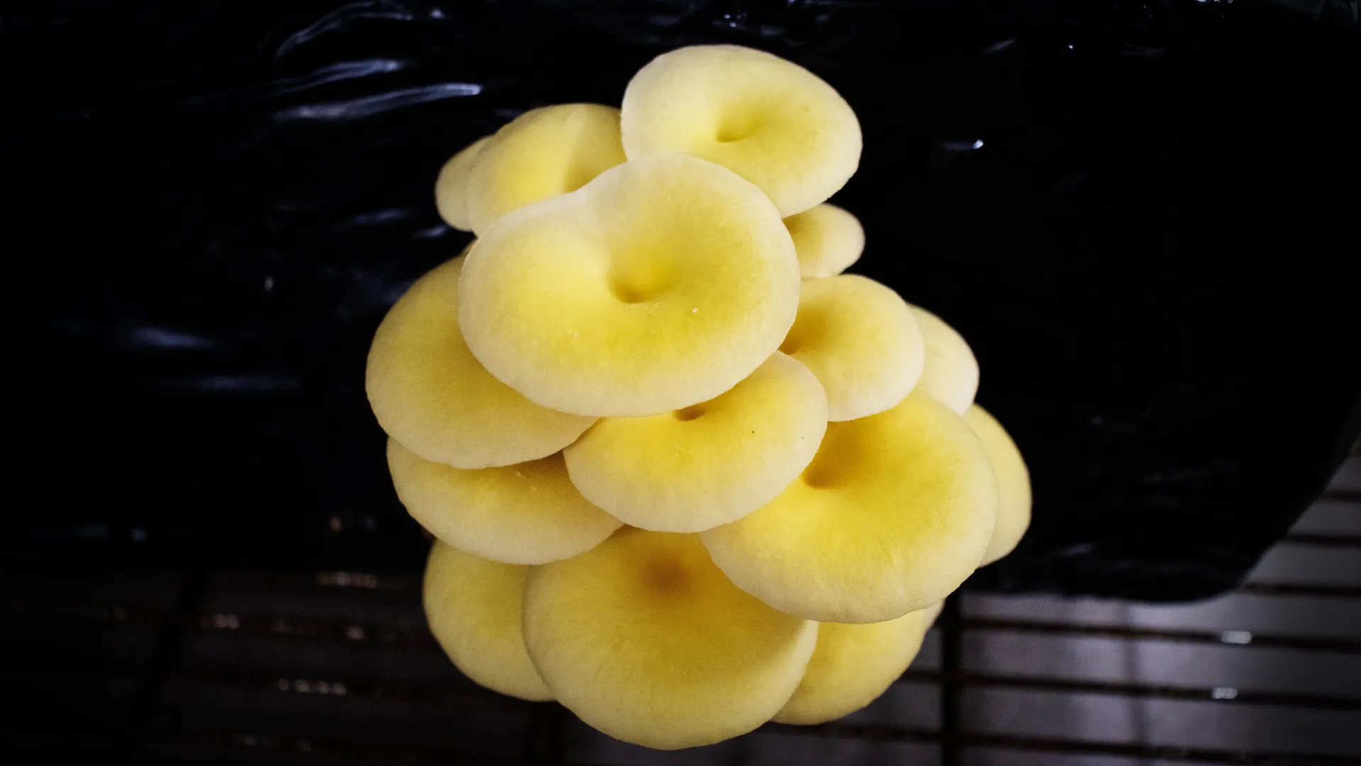Golden Oyster Mushrooms Warning