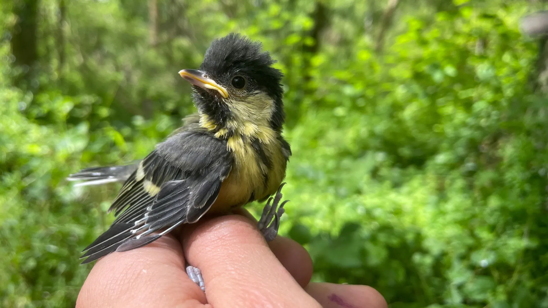 Extreme Weather Is Hitting Baby Birds Hard