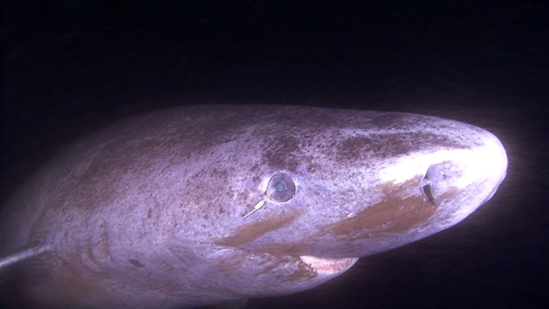 400-Year-Old Shark Eyes Defy Aging