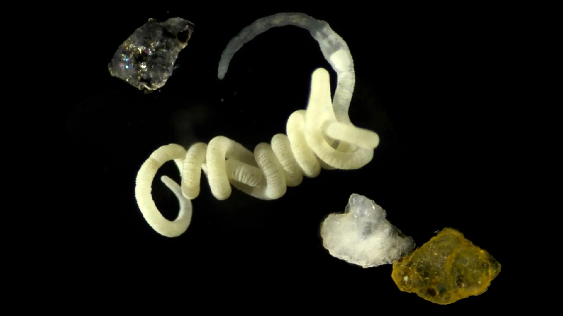 Animals Eat Nature’s Original Plastic