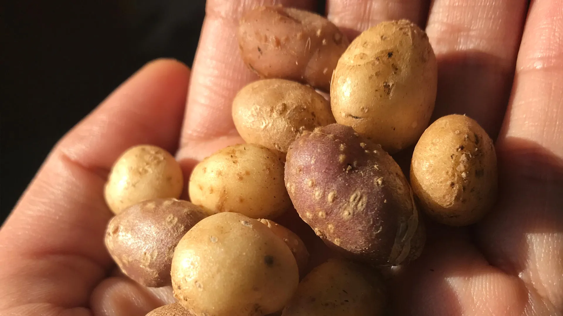 A Wild Potato’s 10,000-Year Journey
