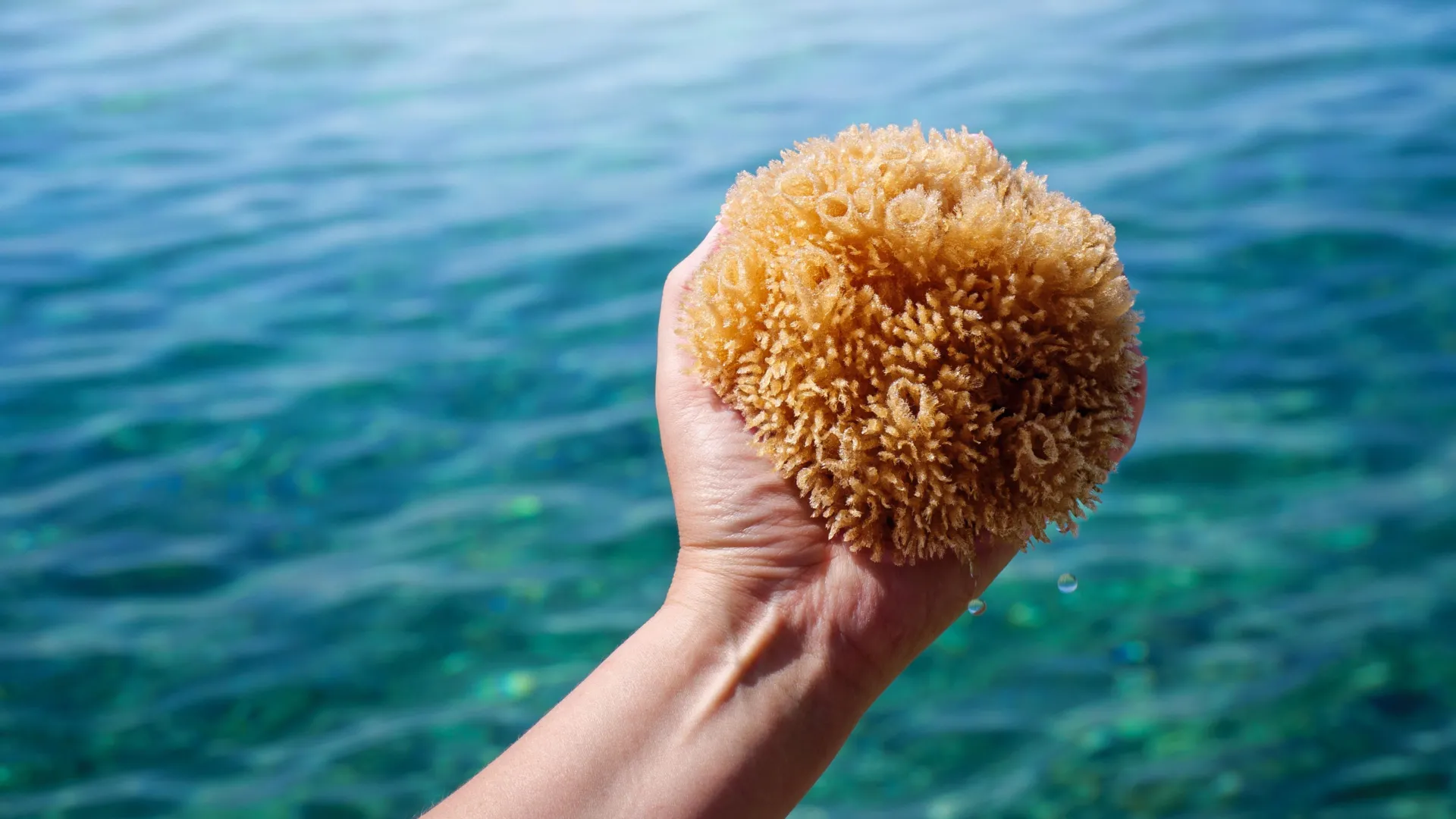 The First Animals on Earth Had No Skeletons