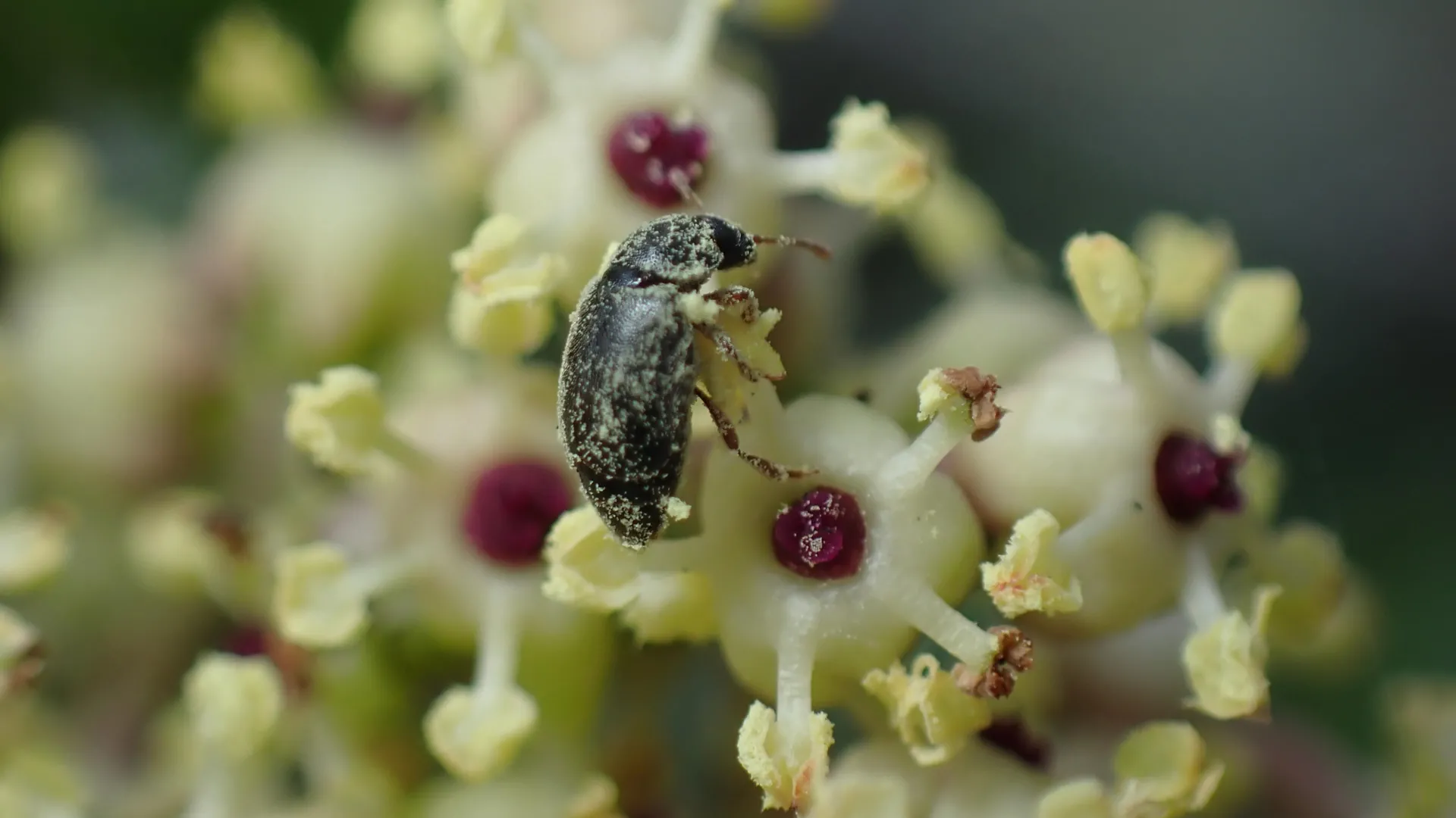 A Secret Deal Between a Plant and Beetles