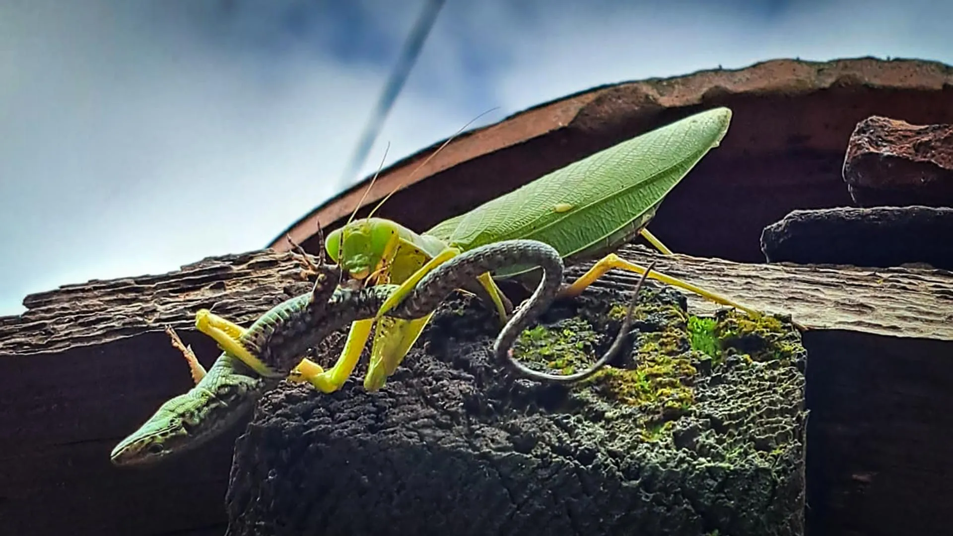 Invasive Asian Mantises Threaten Wildlife